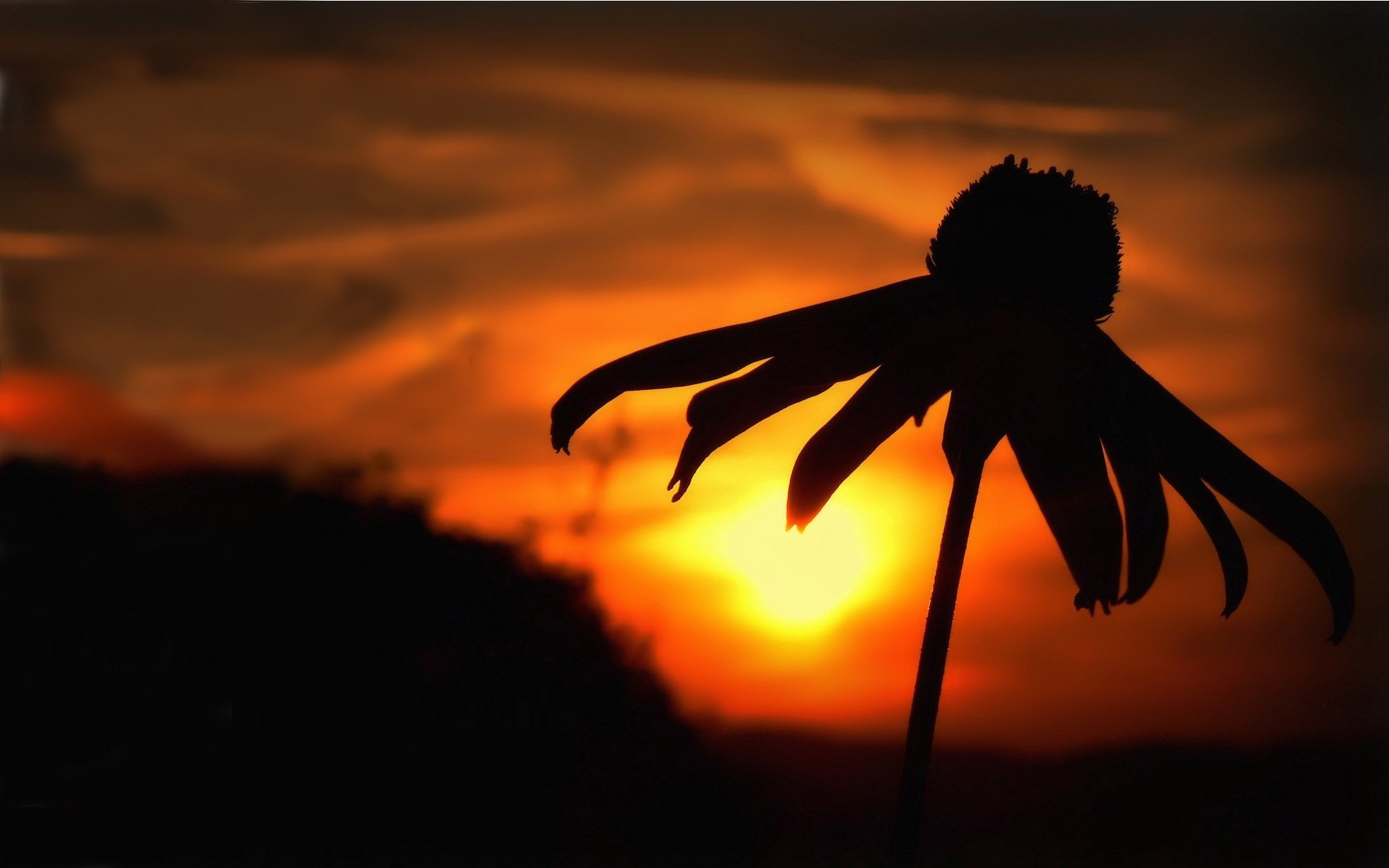 Download mobile wallpaper Sunrise, Flowers, Nature, Flower, Earth, Sunset for free.