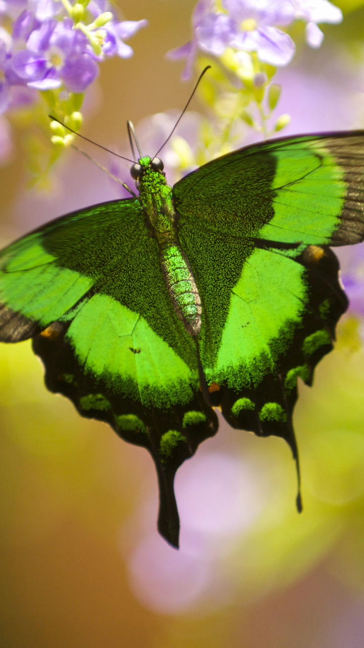 Téléchargez des papiers peints mobile Animaux, Fermer, Insecte, Papillon gratuitement.