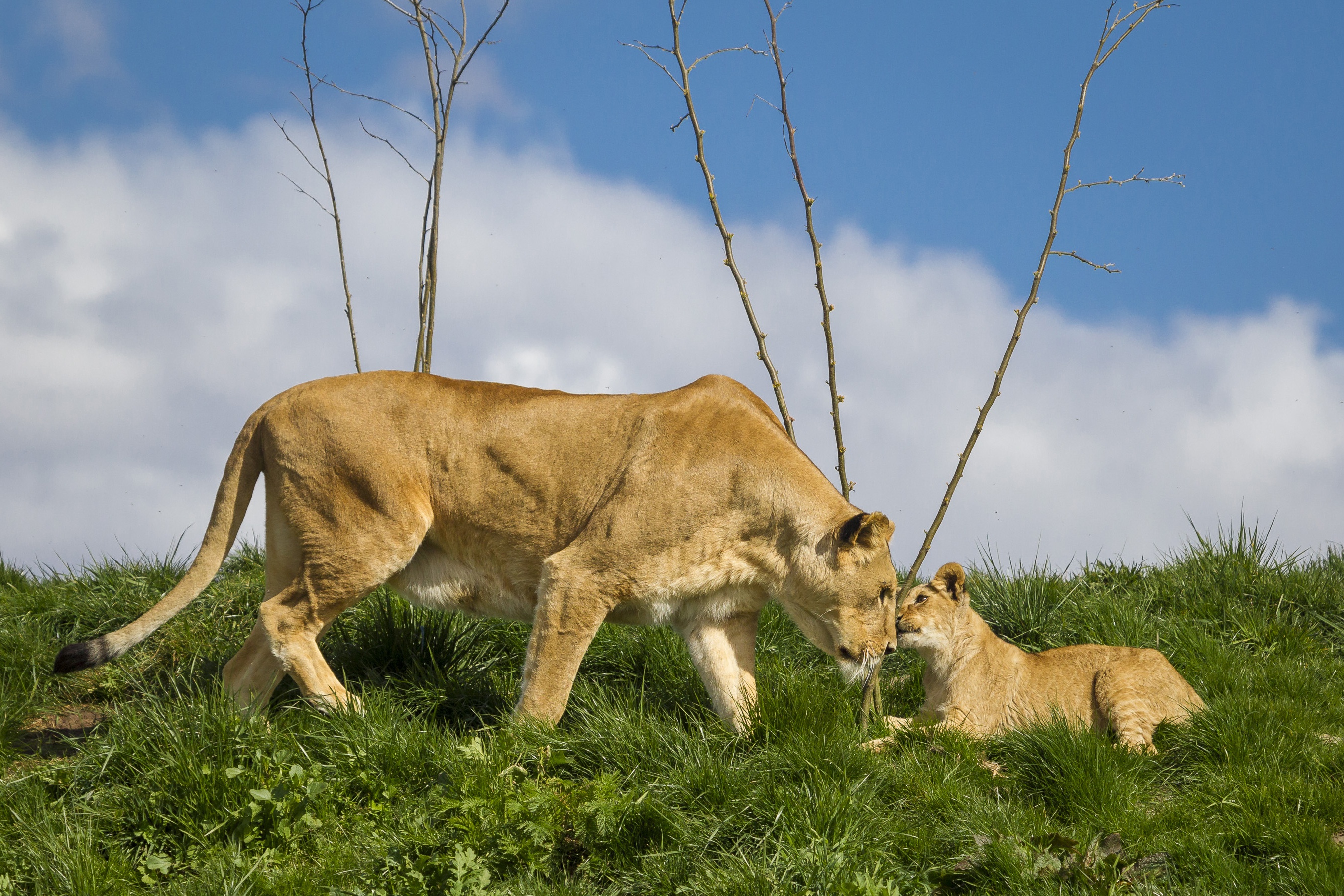 Free download wallpaper Cats, Lion, Animal on your PC desktop