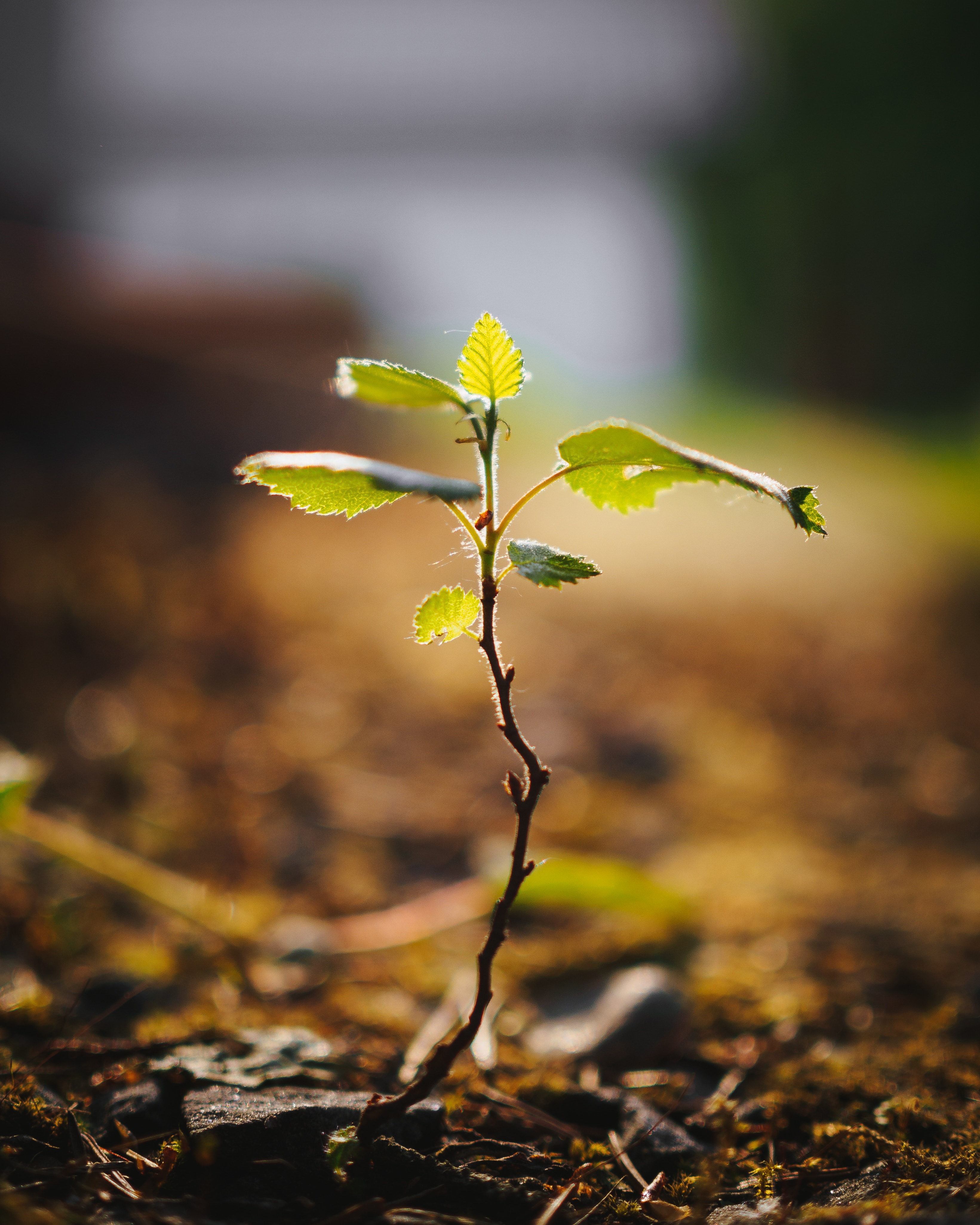 Download mobile wallpaper Sprout, Wood, Leaves, Macro, Stalk, Tree, Stem, Plant for free.