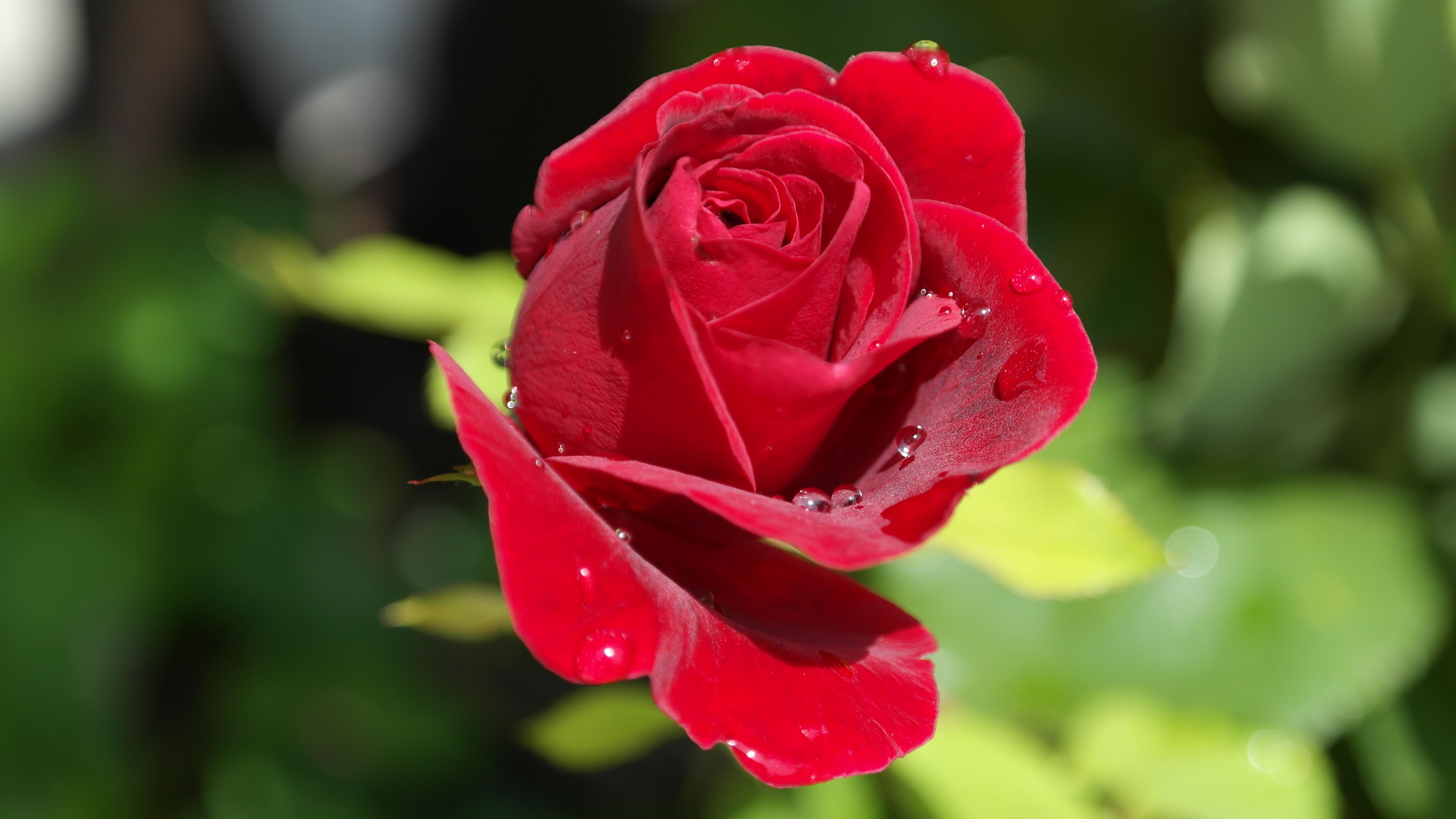 無料モバイル壁紙自然, フラワーズ, 花, 大きい, 薔薇, 地球, 赤いバラ, 赤い花をダウンロードします。