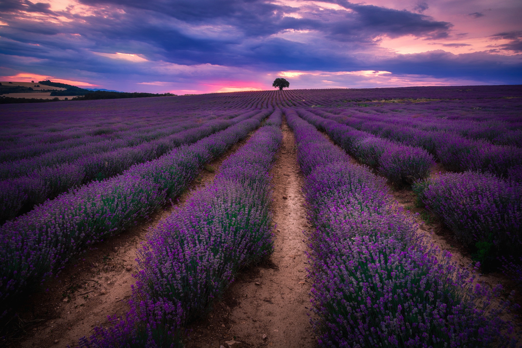 Free download wallpaper Flowers, Tree, Earth, Field, Evening, Lavender on your PC desktop