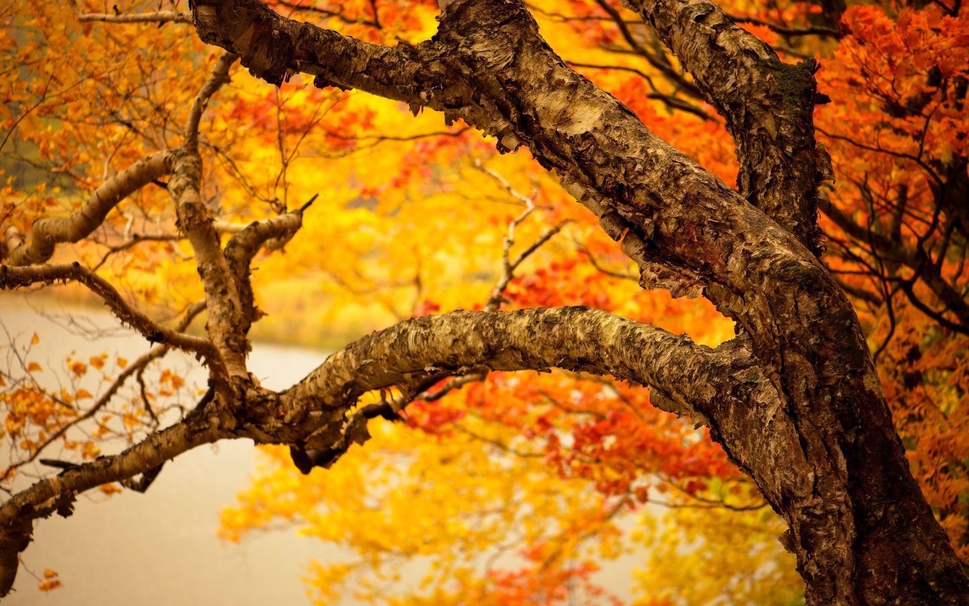 Laden Sie das Herbst, Baum, Zweig, Erde/natur-Bild kostenlos auf Ihren PC-Desktop herunter