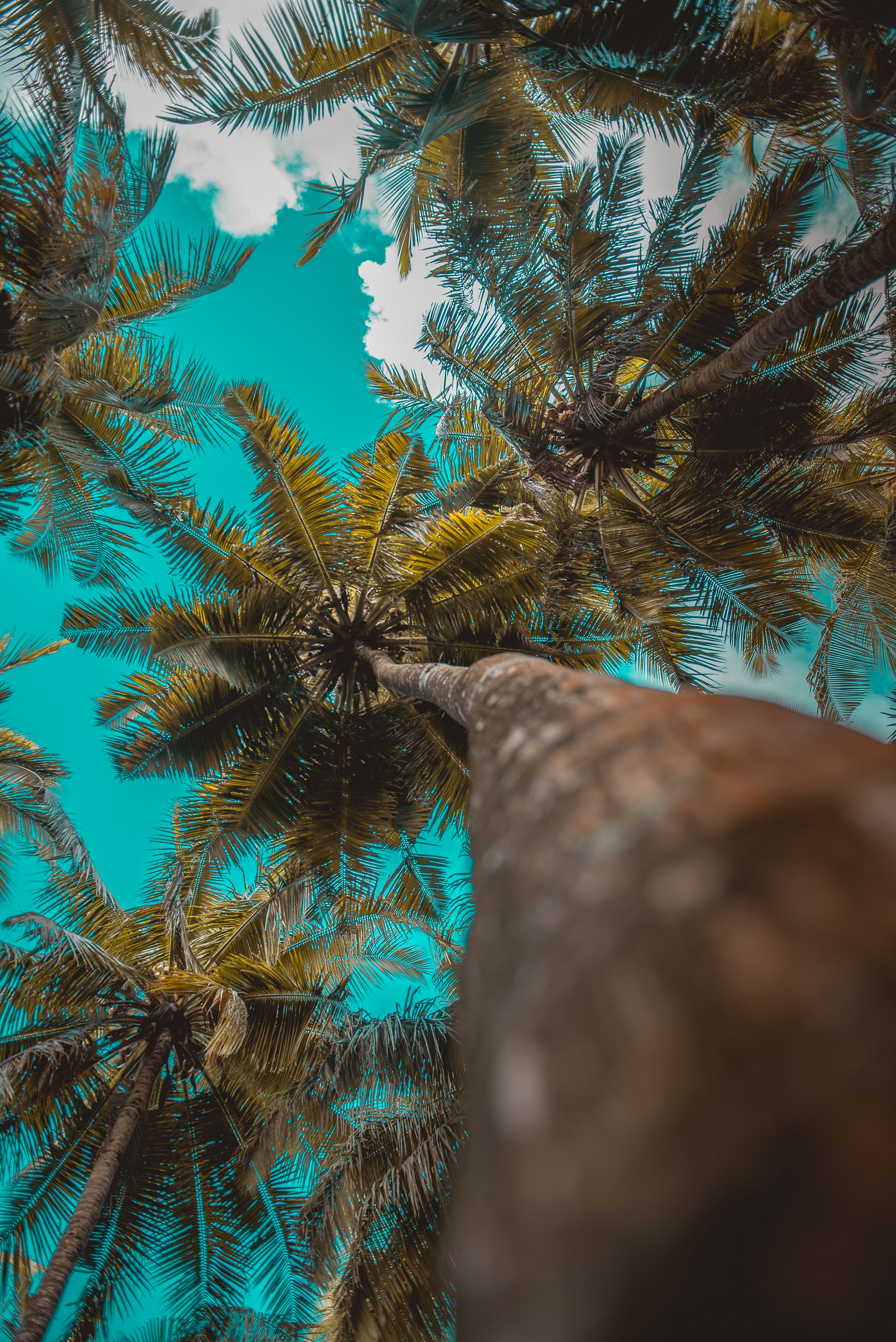 sky, palms, nature, trees, clouds, branches, tropics Full HD
