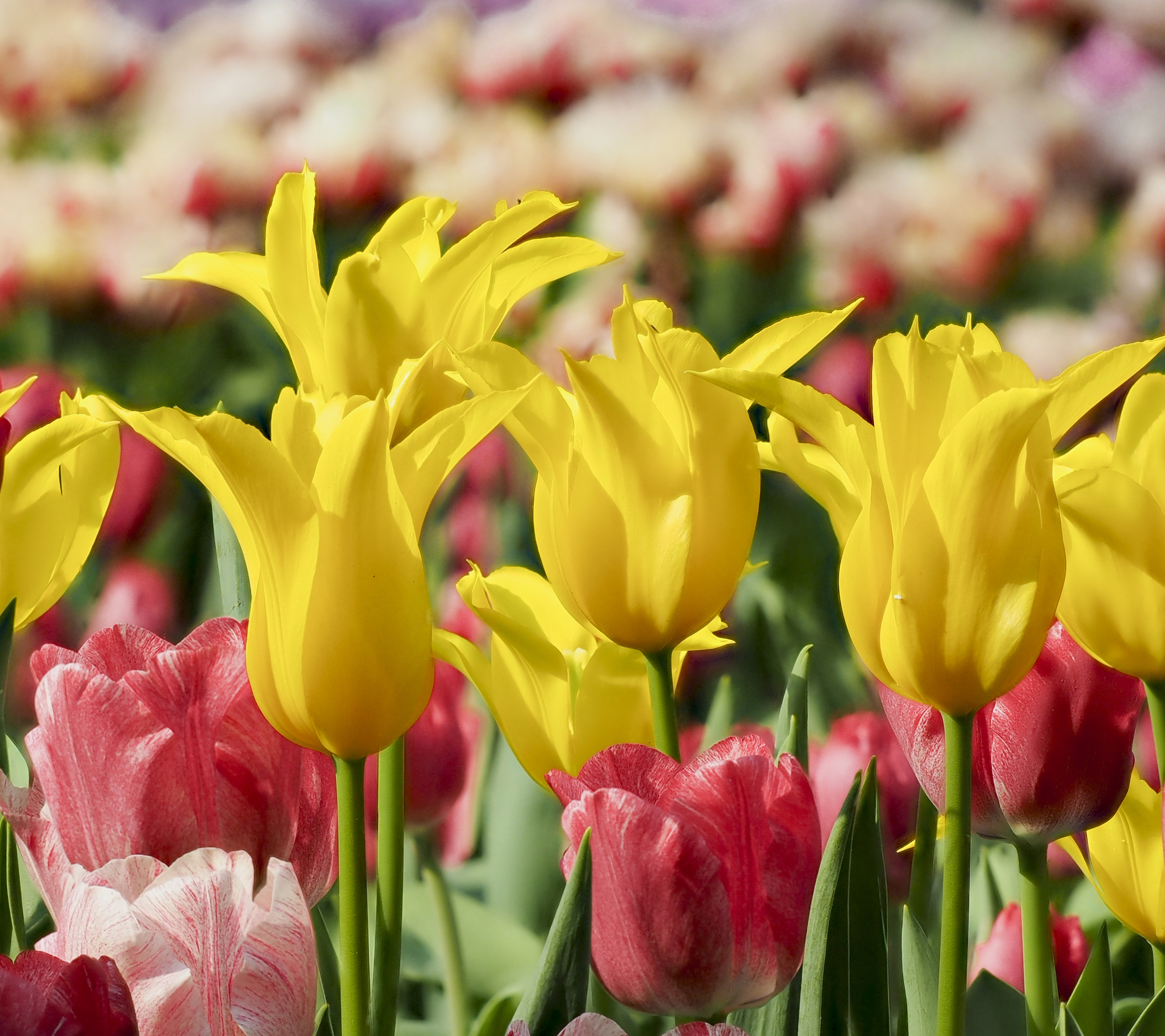 Free download wallpaper Nature, Flowers, Flower, Earth, Tulip, Yellow Flower, Pink Flower on your PC desktop