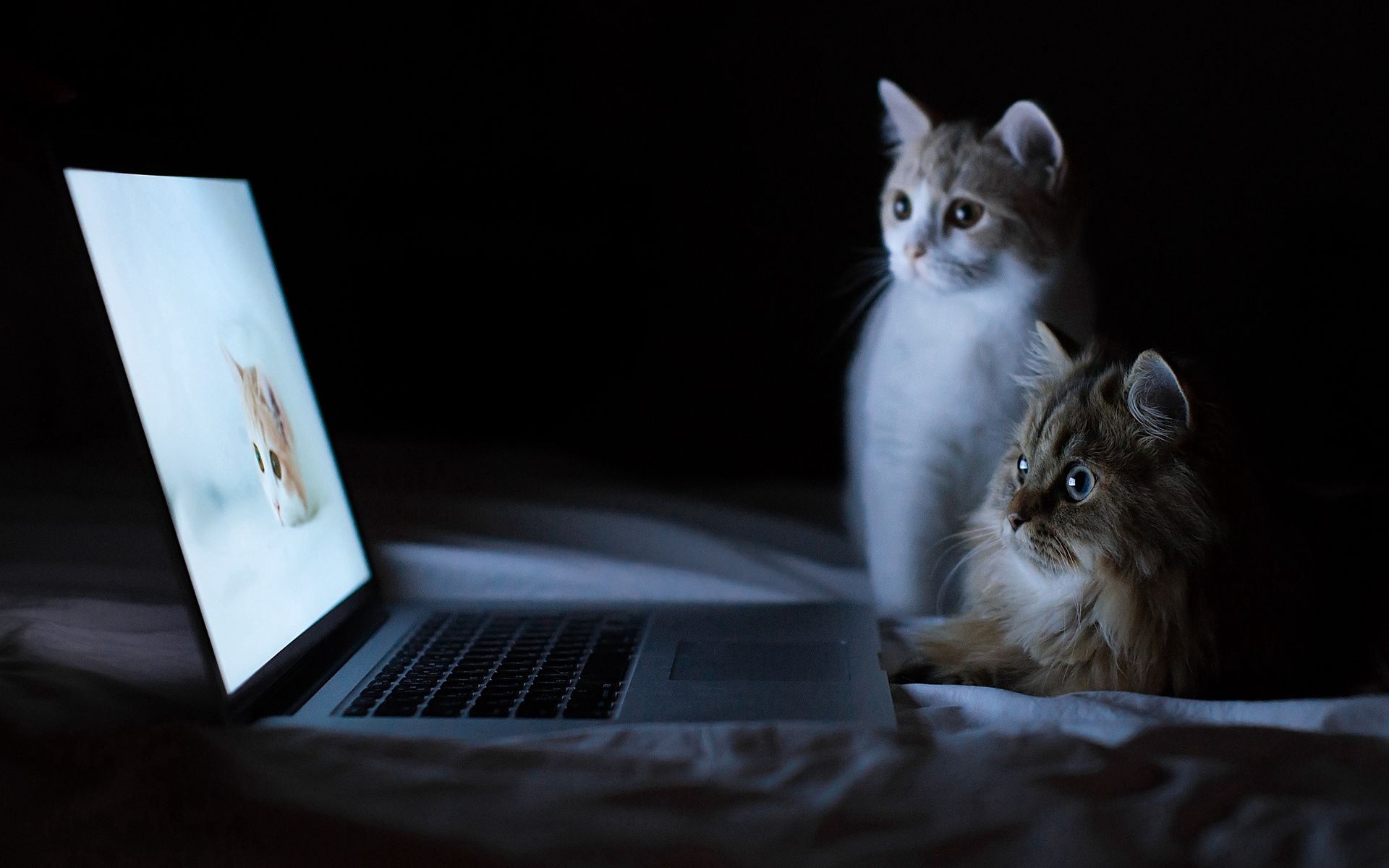 laptop, cats, notebook, couple, animals, pair, to lie down, lie, relaxation, rest, curiosity