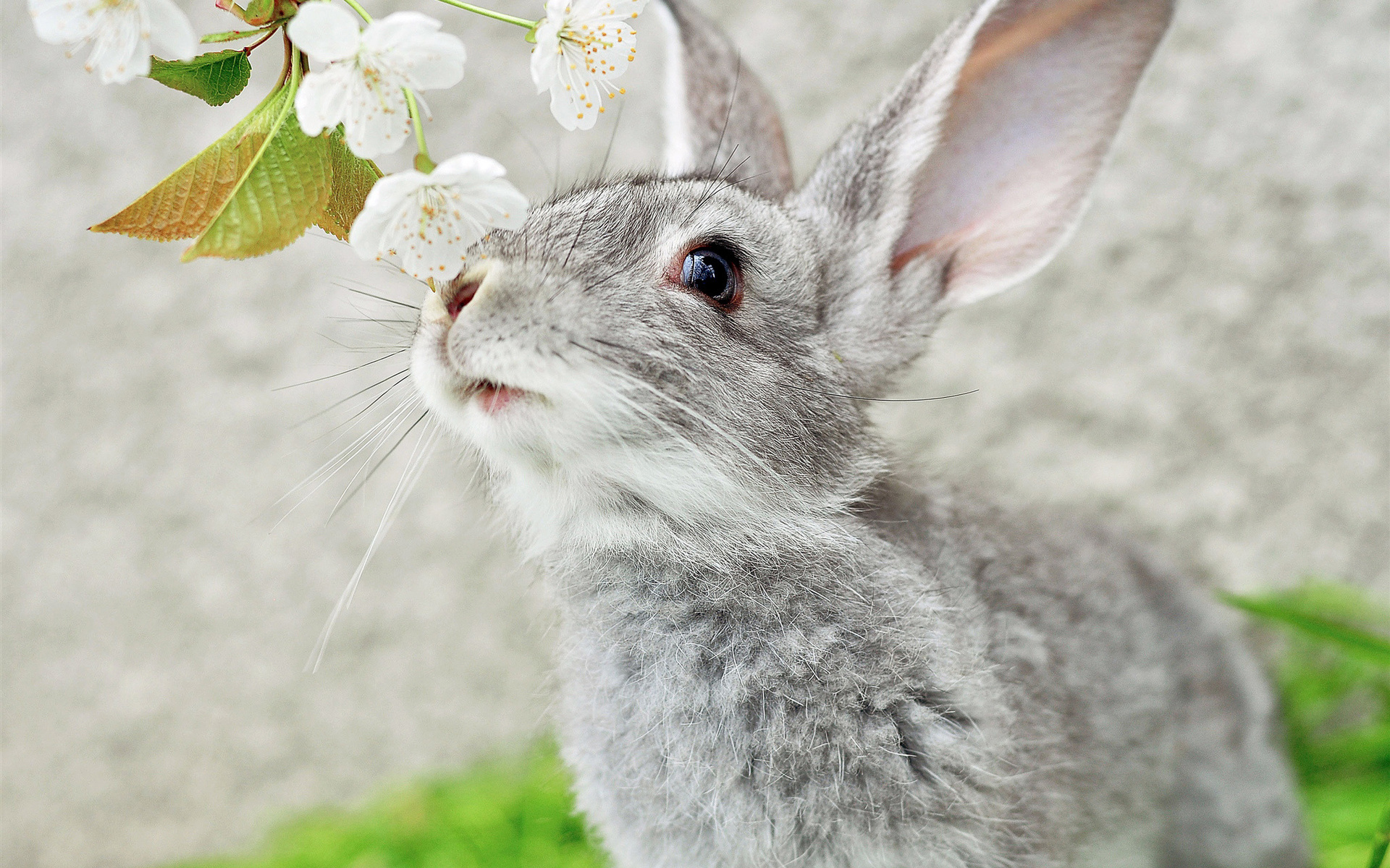 21245 descargar imagen conejos, animales, gris: fondos de pantalla y protectores de pantalla gratis