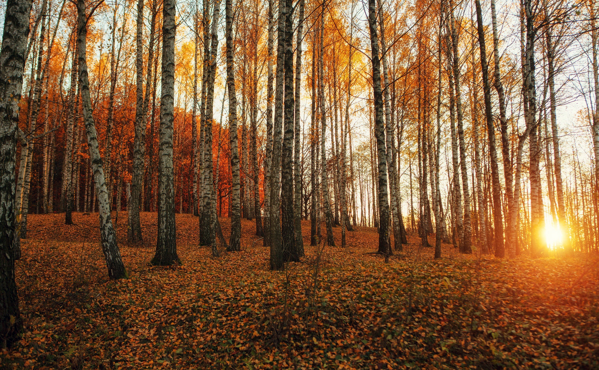 Laden Sie das Natur, Birken, Wald, Baum, Sonnenaufgang, Erde/natur-Bild kostenlos auf Ihren PC-Desktop herunter