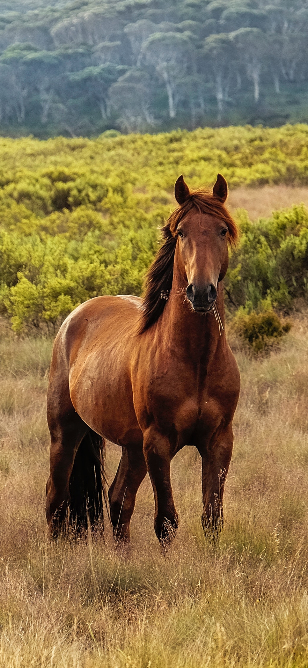 Handy-Wallpaper Tiere, Hauspferd kostenlos herunterladen.