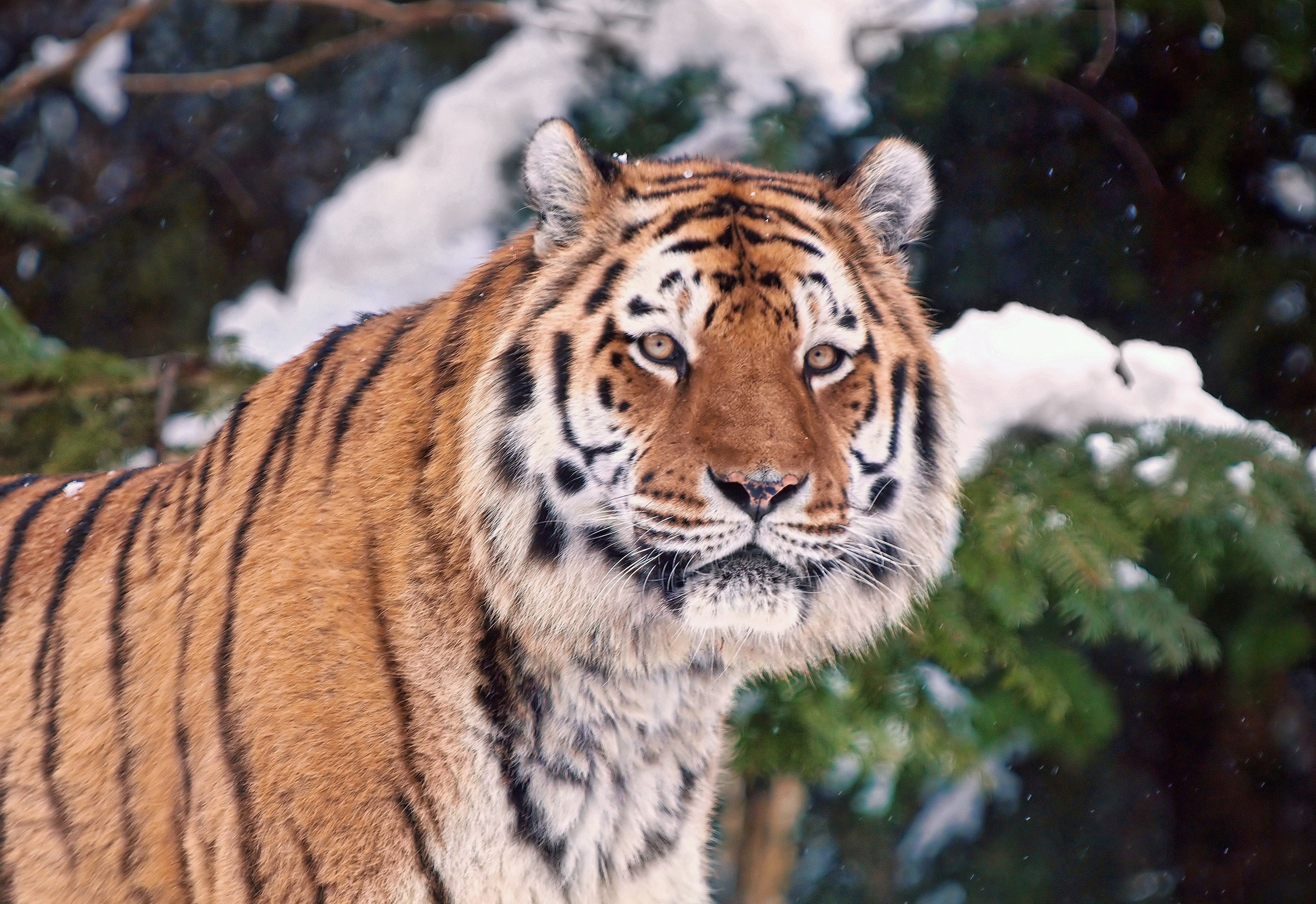 Download mobile wallpaper Muzzle, Snow, Animals, Trees, Tiger for free.