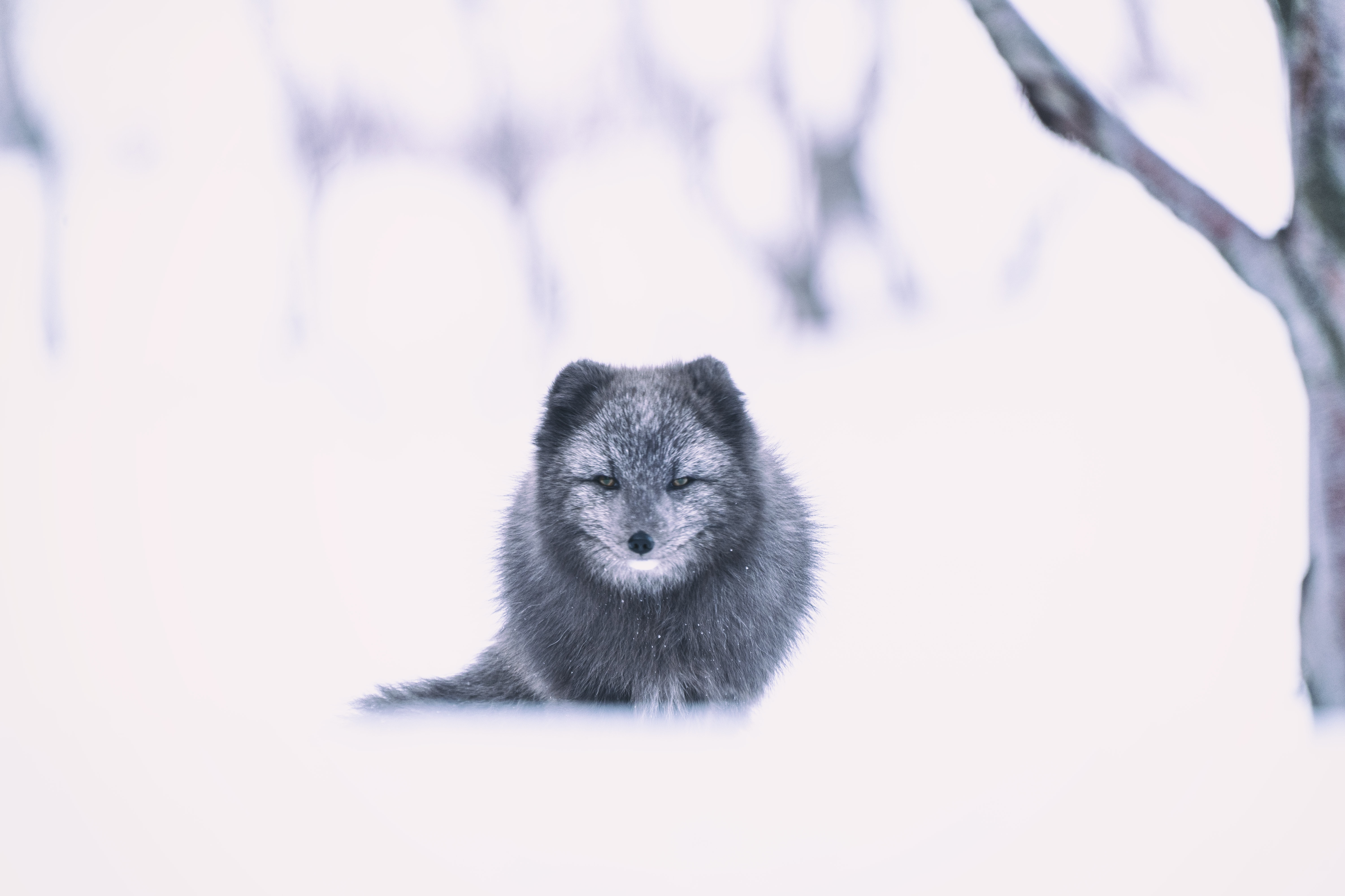 Download mobile wallpaper Snow, Animals, Grey, Animal, Arctic Fox, Fox for free.