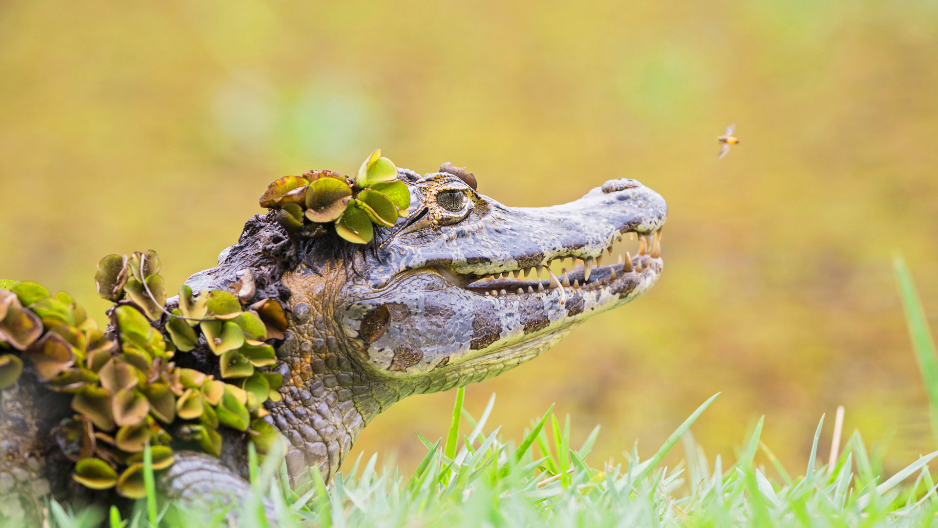 763250 Hintergrundbild herunterladen tiere, alligator, verwischen - Bildschirmschoner und Bilder kostenlos