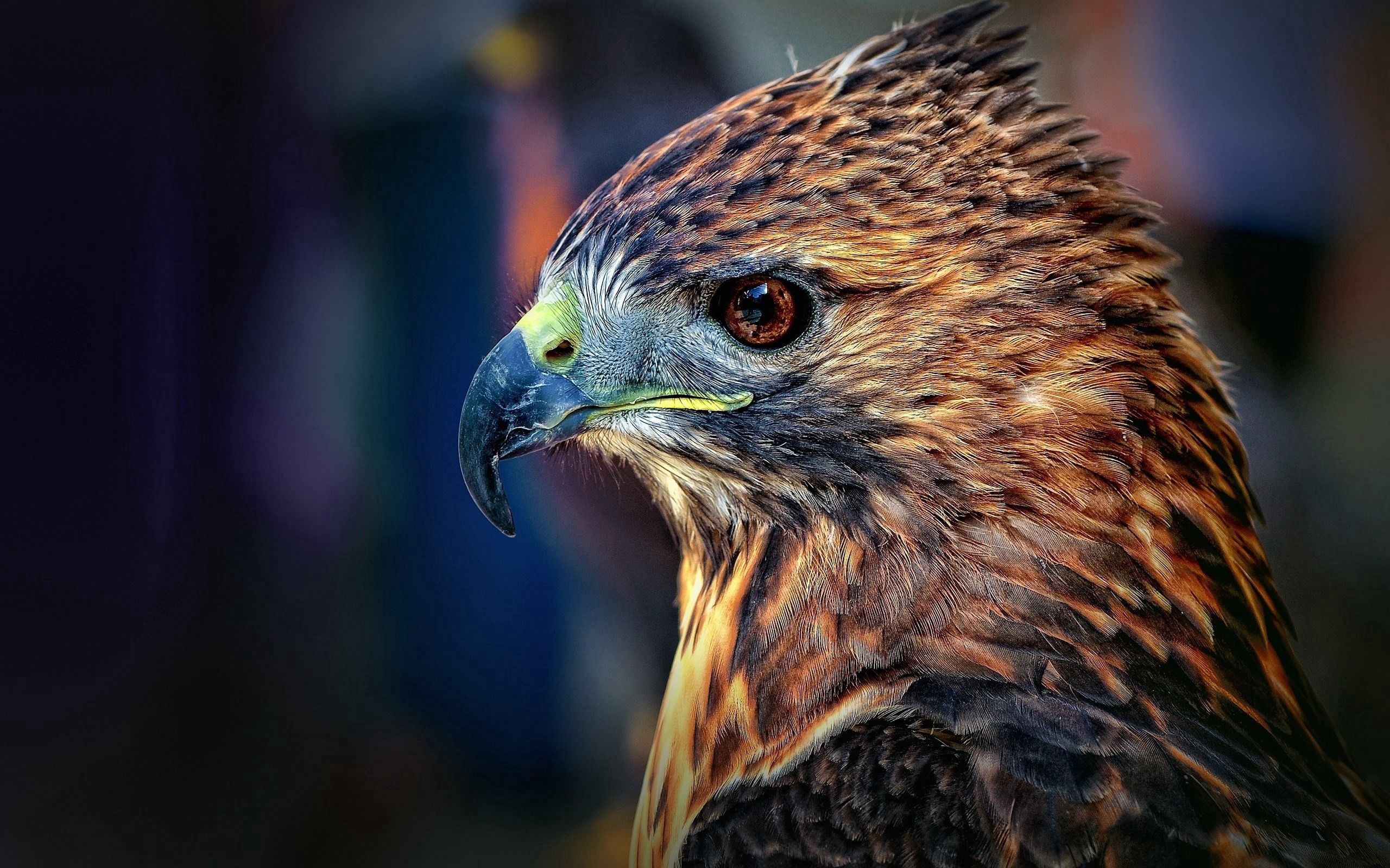 bird, falcon, animals, beak, predator Smartphone Background