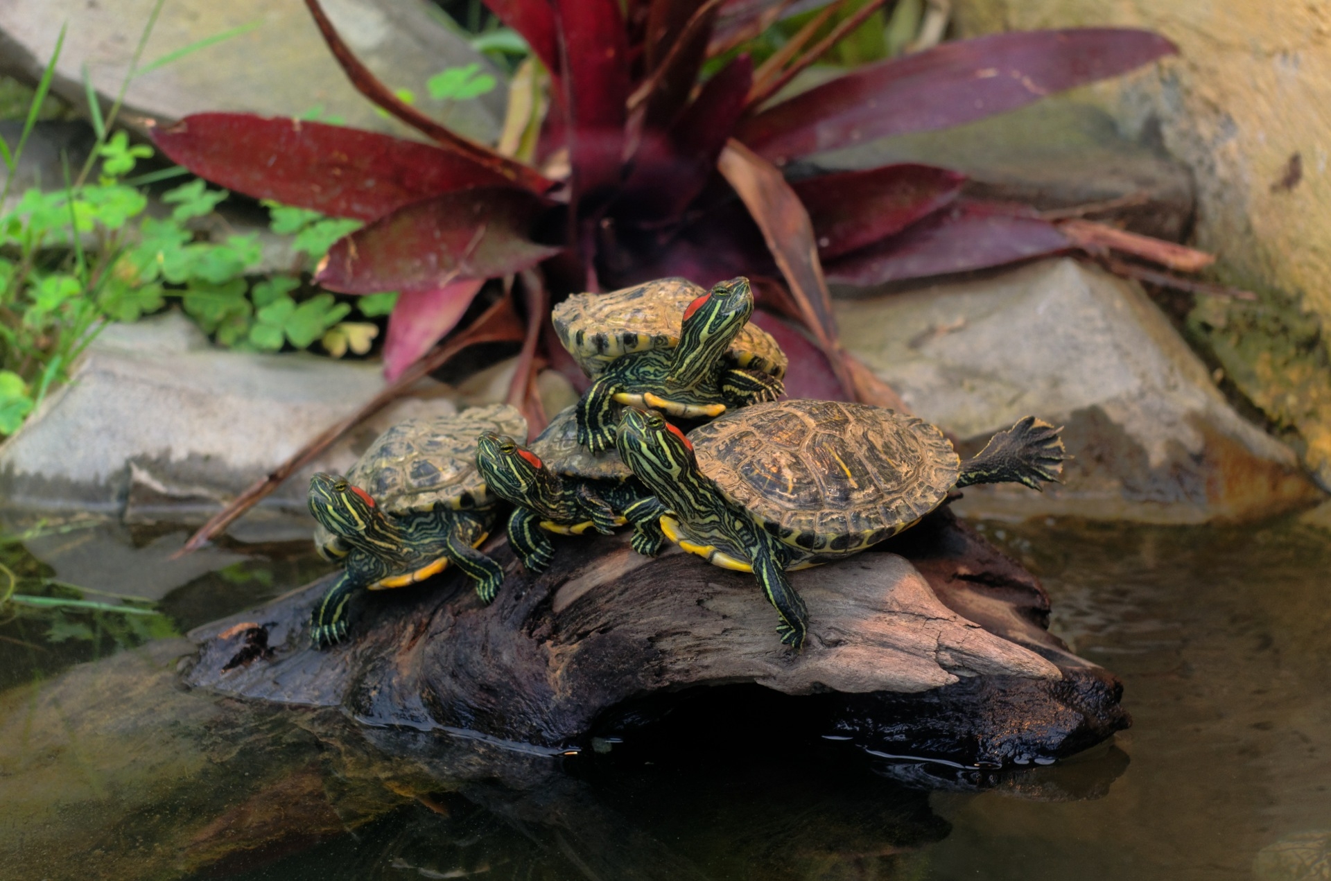 Turtles Tablet HD picture