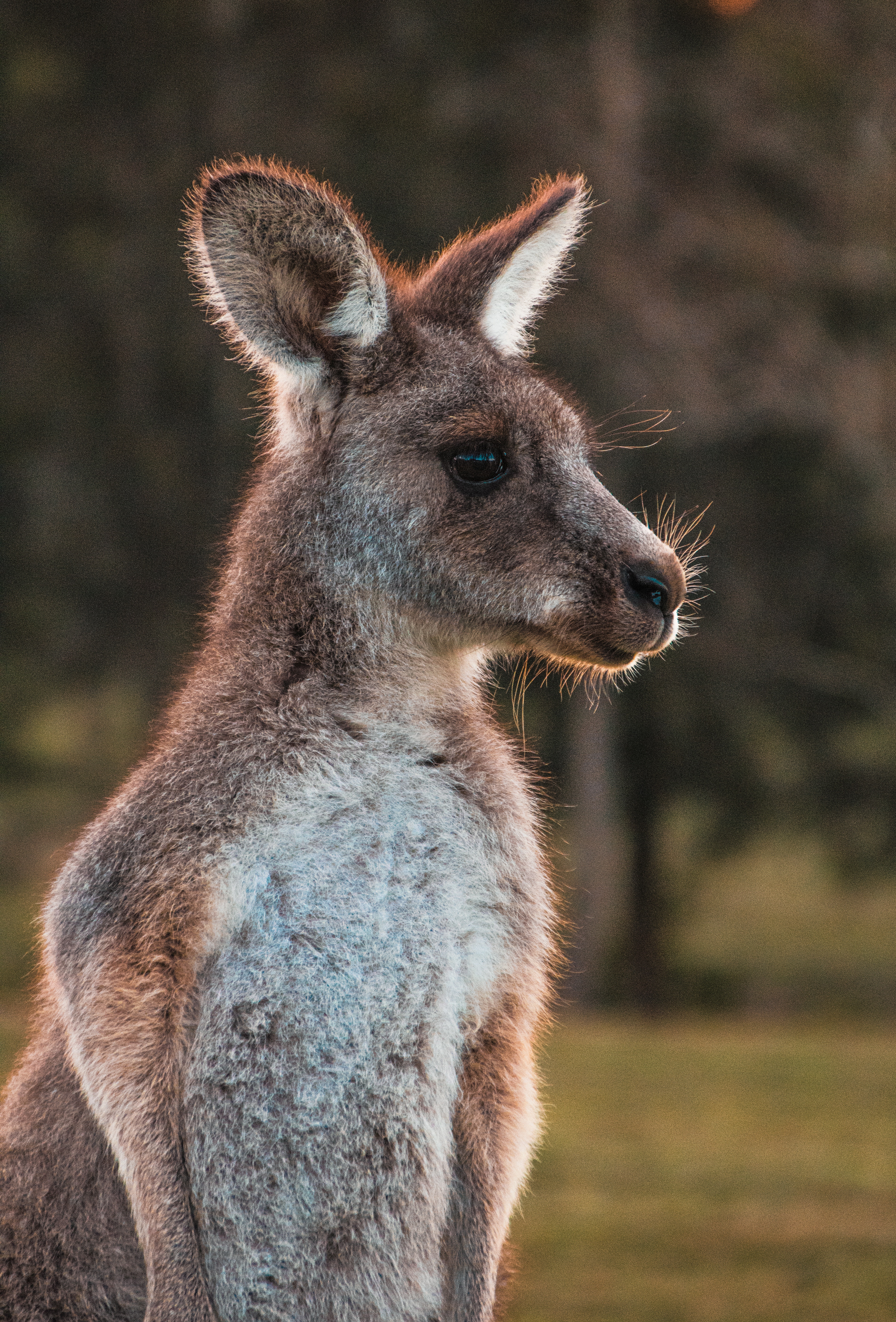 kangaroo, animals, animal, nice, sweetheart, wool HD wallpaper