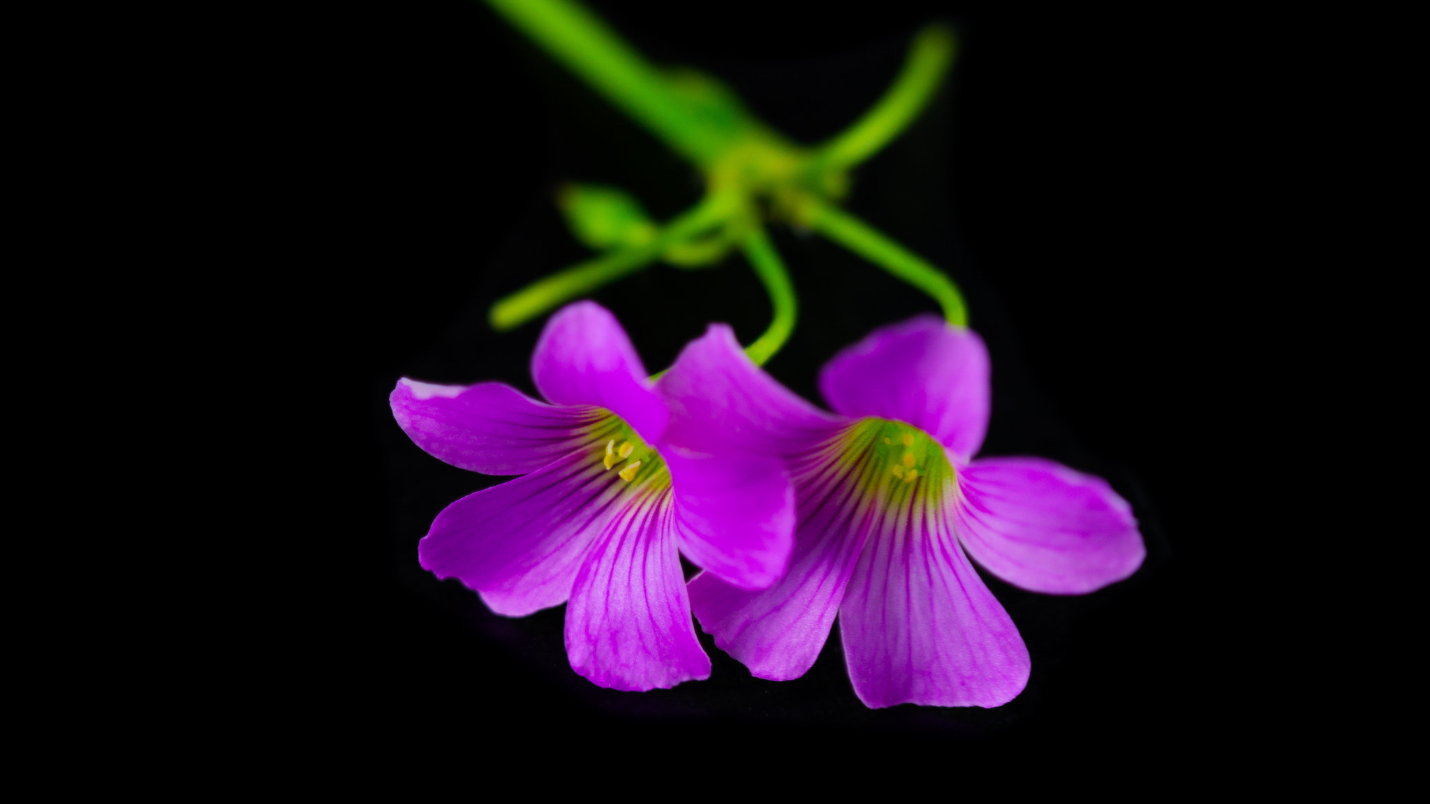 Download mobile wallpaper Flowers, Flower, Close Up, Leaf, Earth, Blossom, Purple Flower for free.