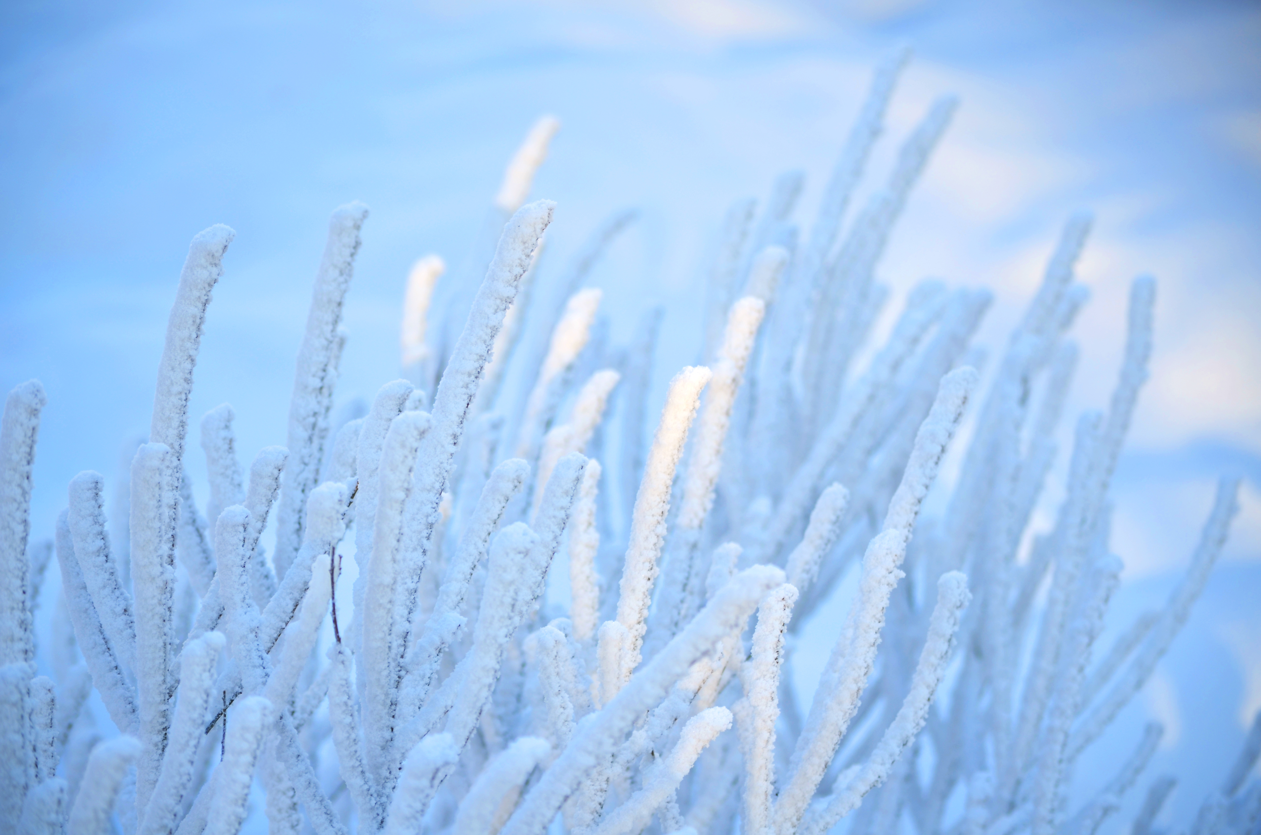 Téléchargez gratuitement l'image Hiver, Terre/nature sur le bureau de votre PC