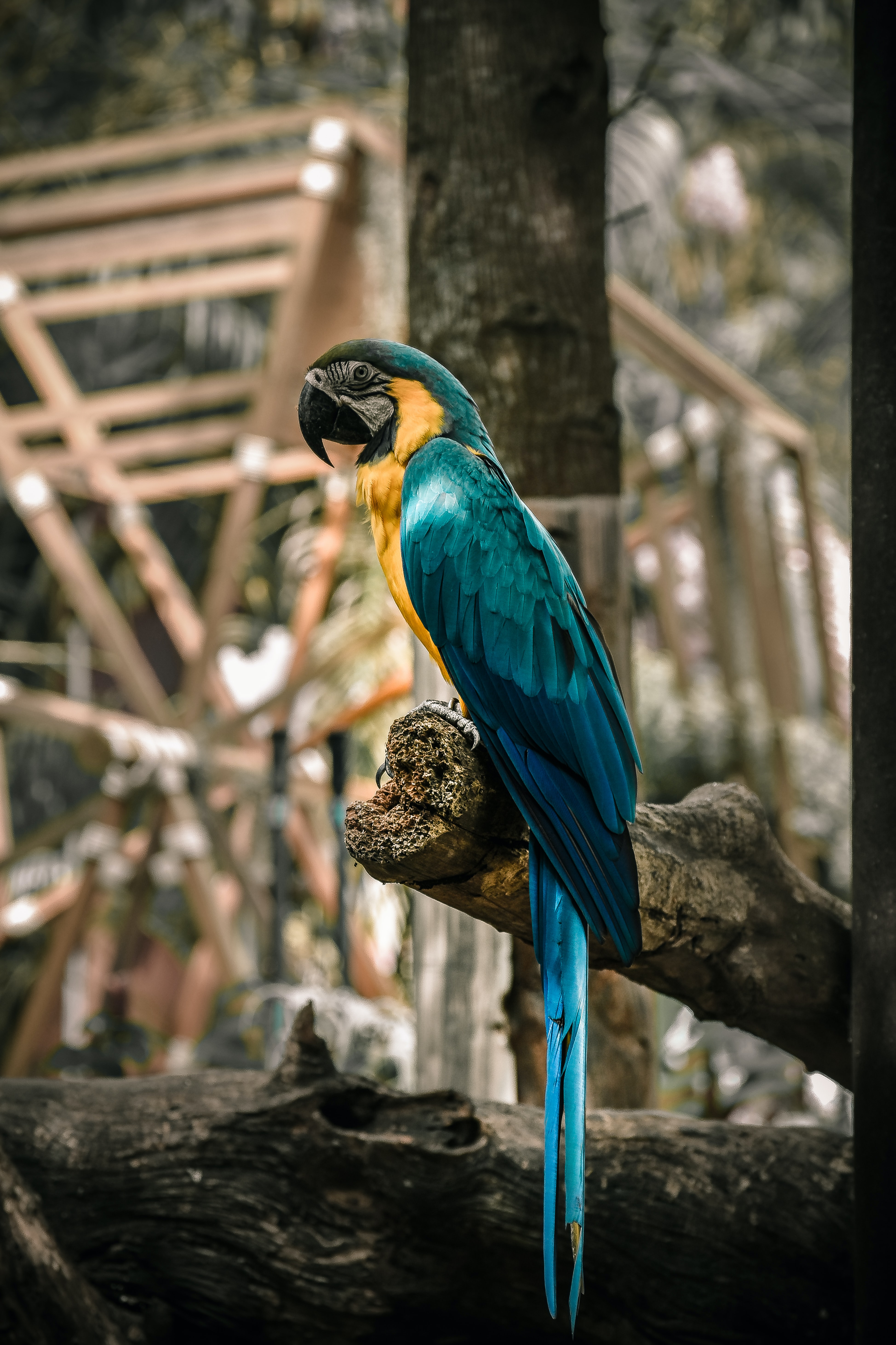parrots, macaw, motley, animals, birds, wood, multicolored, tree HD wallpaper