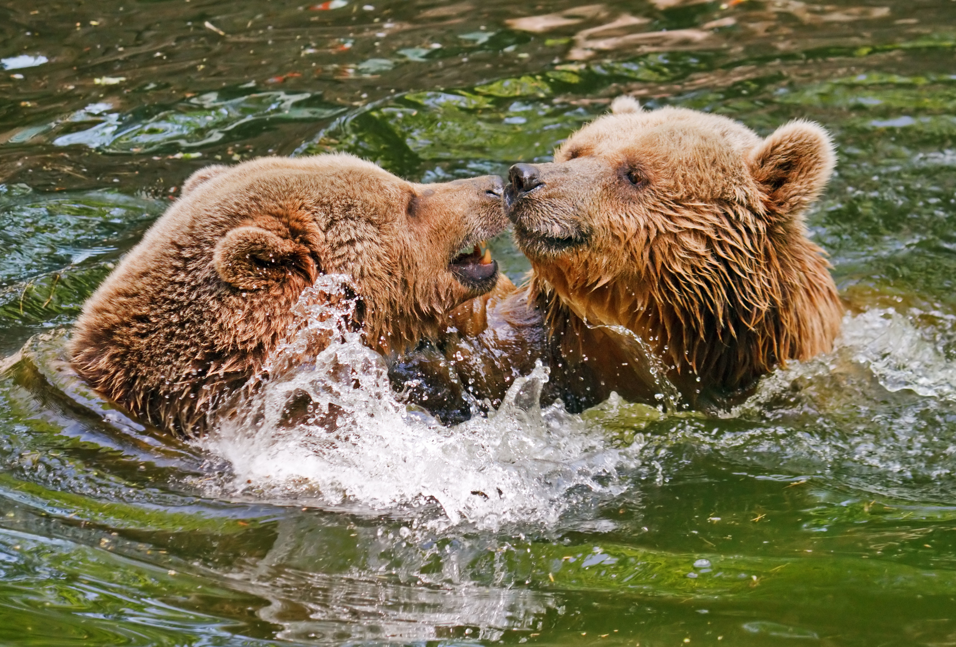 483104 descargar imagen animales, oso, jugando, osos: fondos de pantalla y protectores de pantalla gratis