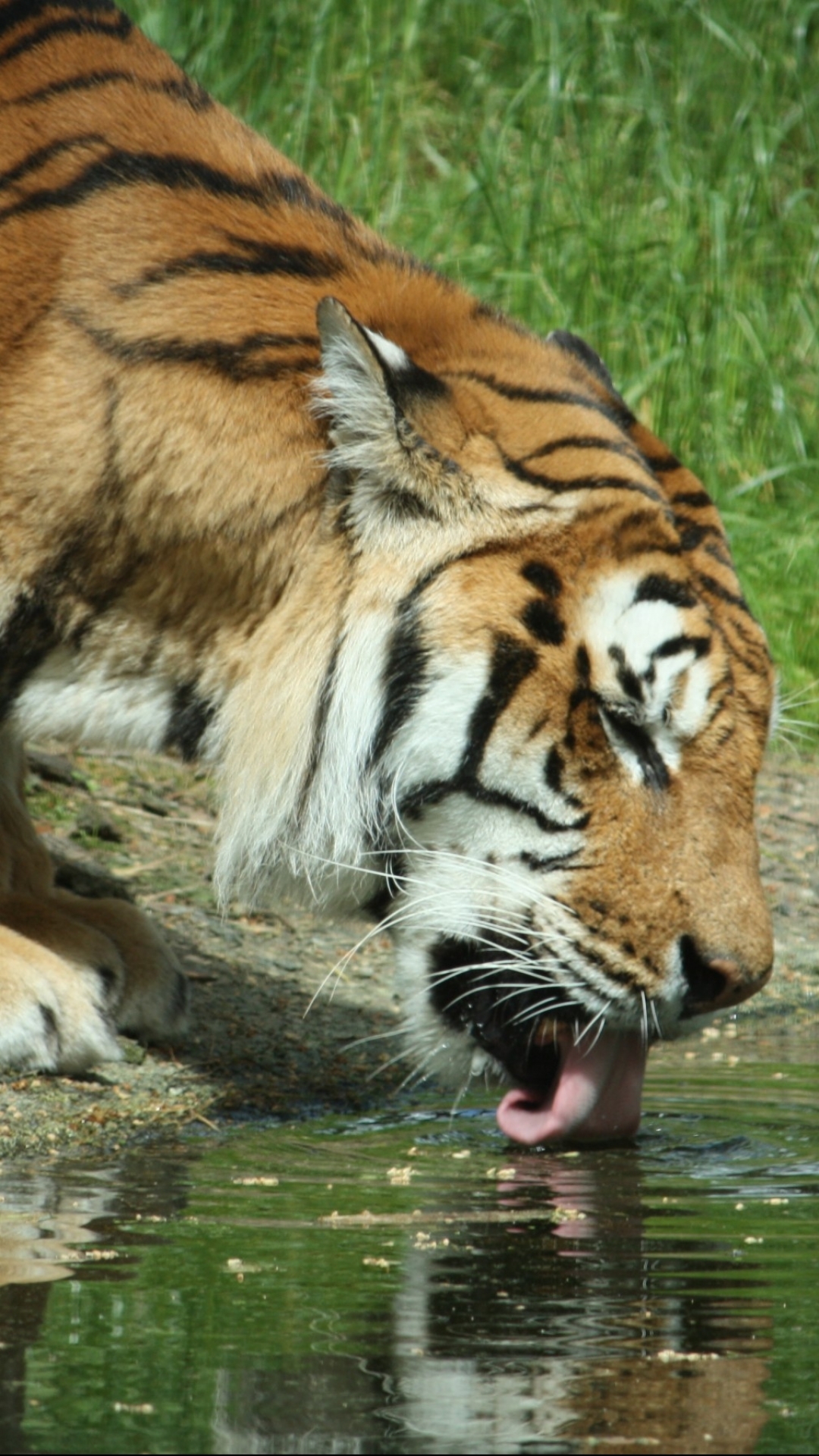 Handy-Wallpaper Tiere, Katzen, Tiger kostenlos herunterladen.