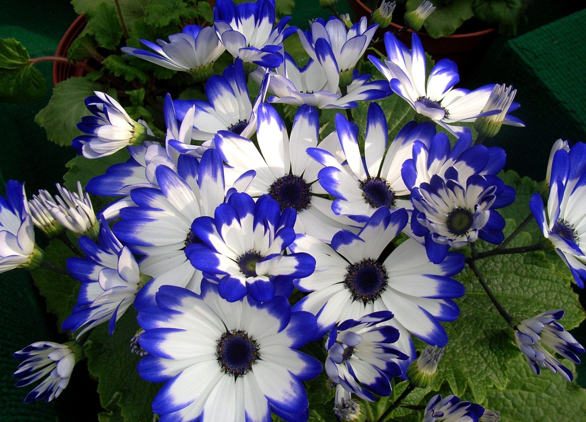 beauty, flowers, flower, bright, colorful, cineraria