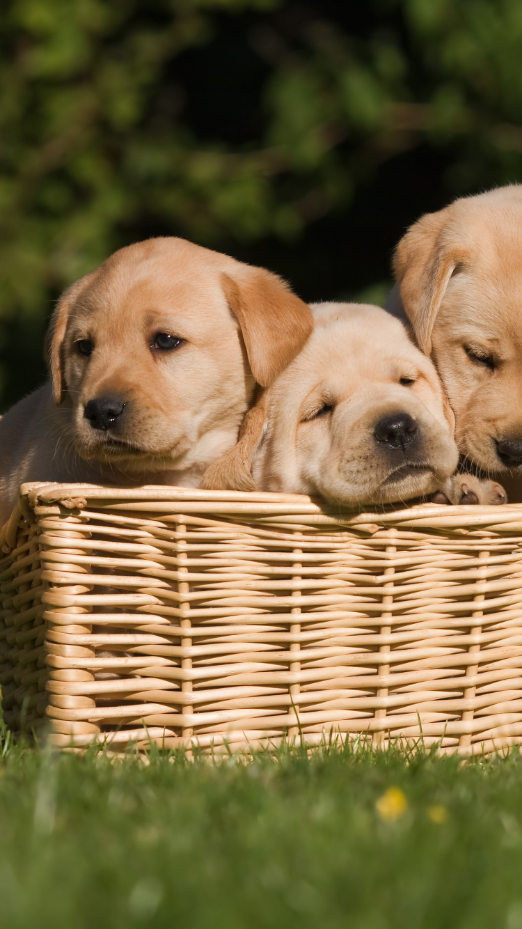 Download mobile wallpaper Dogs, Animal, Puppy, Labrador Retriever for free.