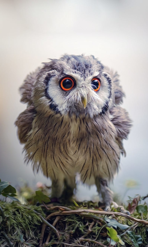 Download mobile wallpaper Birds, Owl, Animal, Cute, Owlet, Baby Animal, Oil Painting for free.
