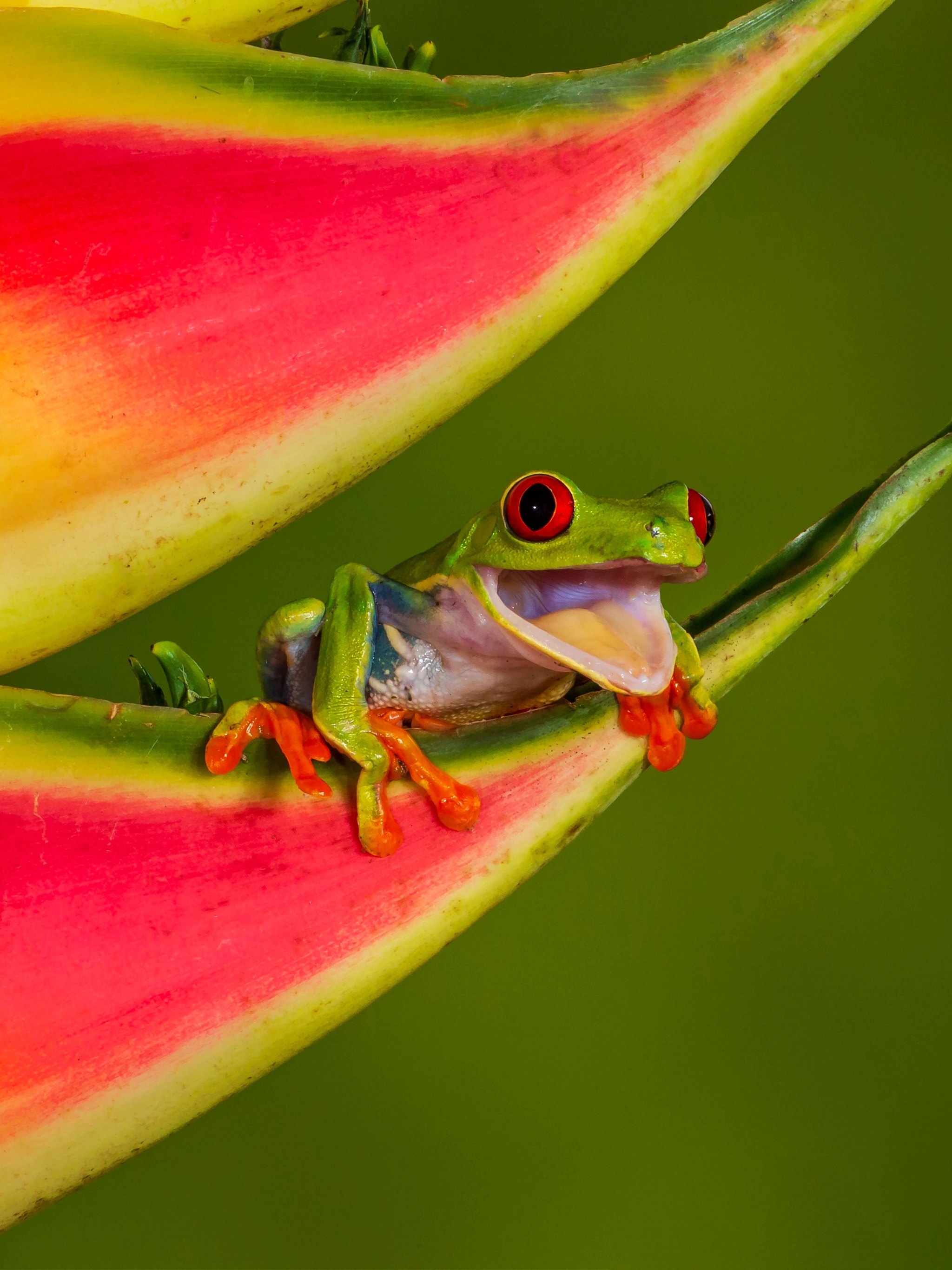 Download mobile wallpaper Frogs, Flower, Macro, Animal, Frog, Amphibian, Red Eyed Tree Frog for free.