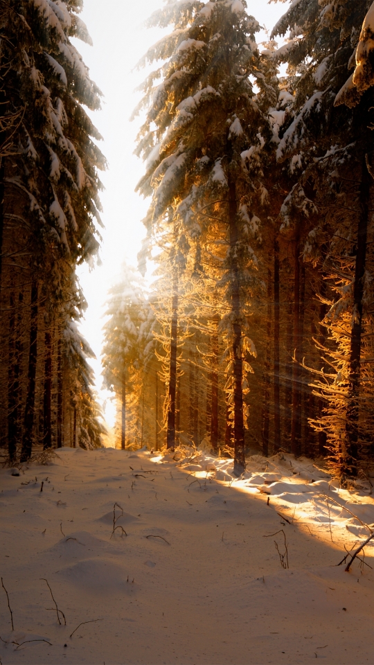 Download mobile wallpaper Winter, Nature, Snow, Forest, Earth, Path, Sunbeam for free.