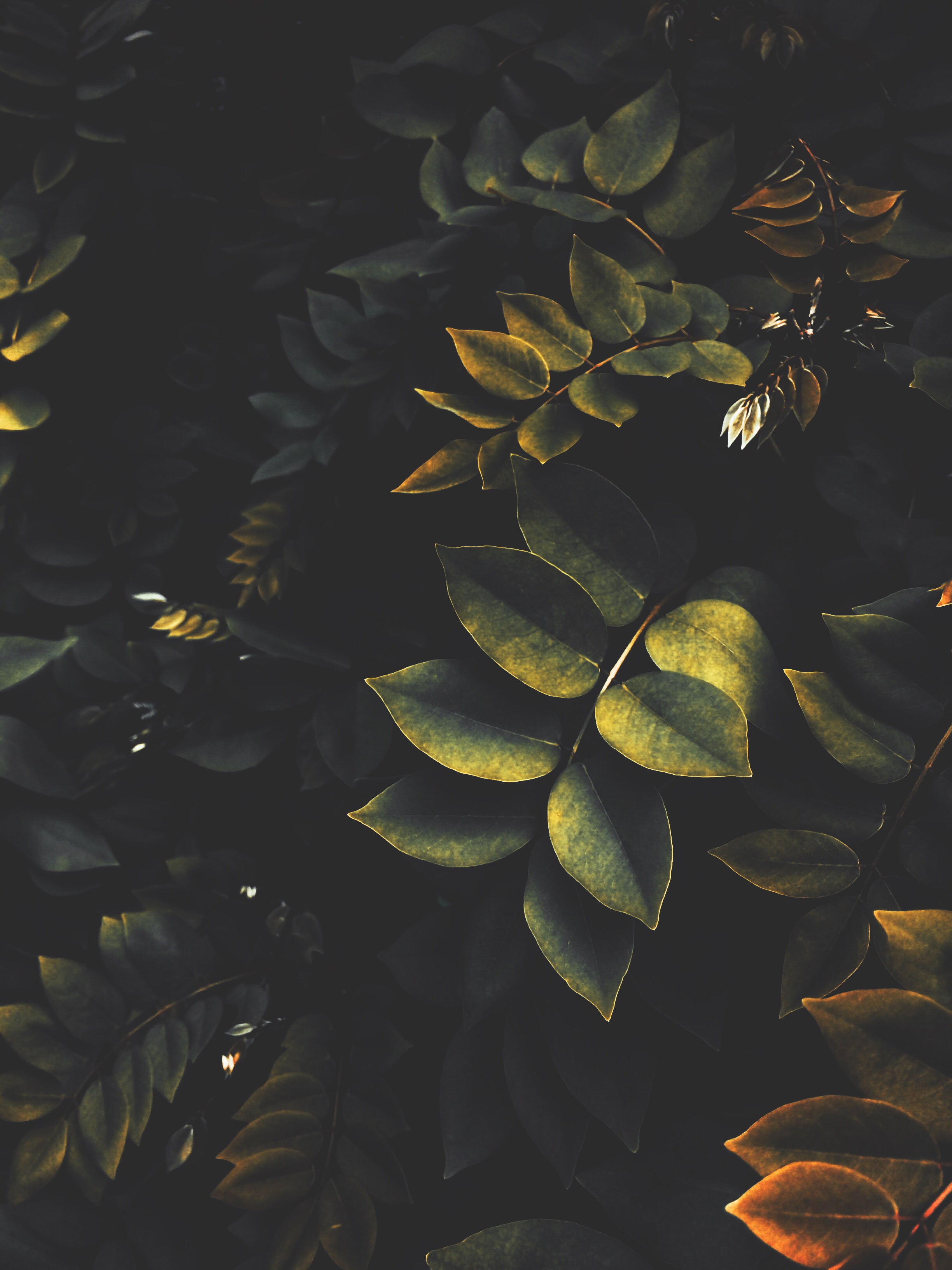 Free download wallpaper Nature, Leaves, Bush, Branches, Plant on your PC desktop