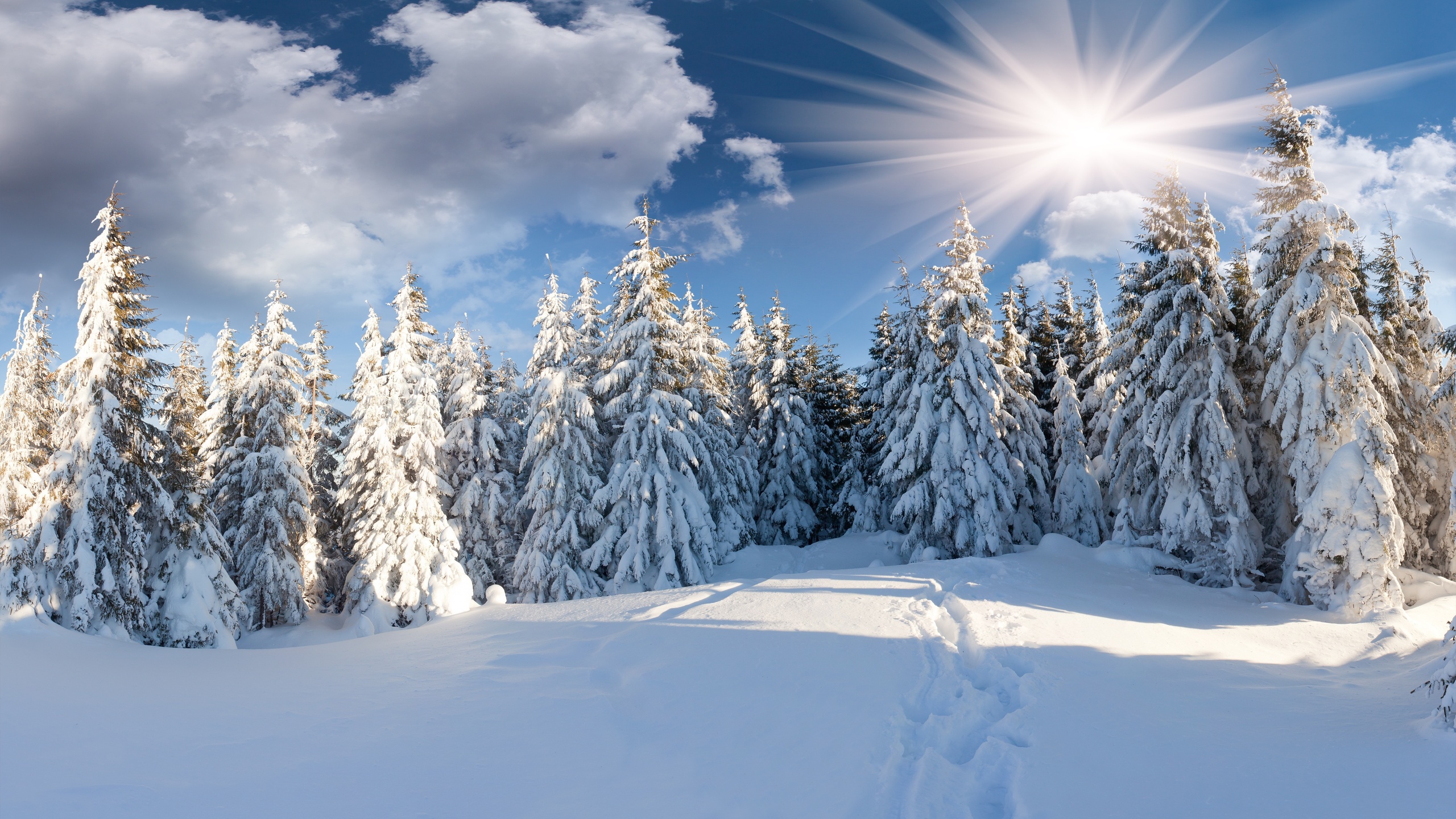 Скачать картинку Зима, Снег, Лес, Дерево, Солнечный Свет, Солнечный Луч, Земля/природа в телефон бесплатно.
