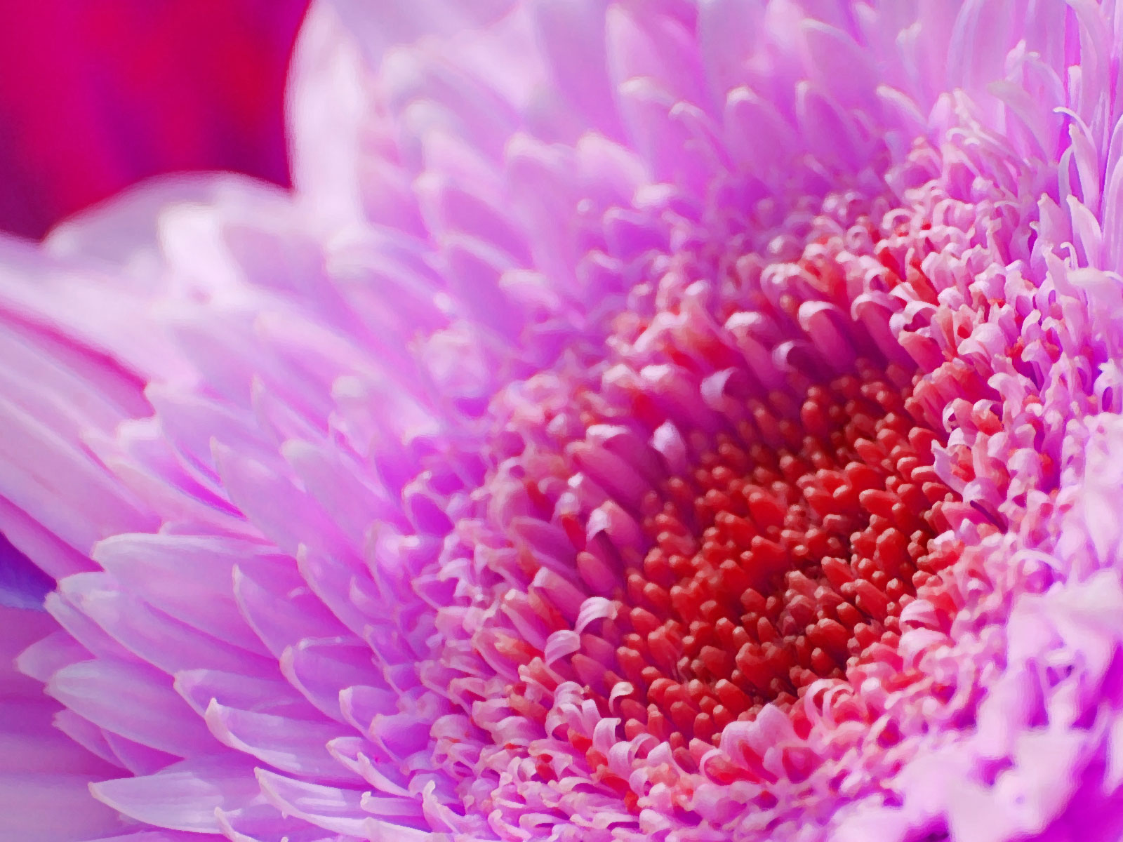 Descarga gratuita de fondo de pantalla para móvil de Flores, Flor, Tierra/naturaleza.