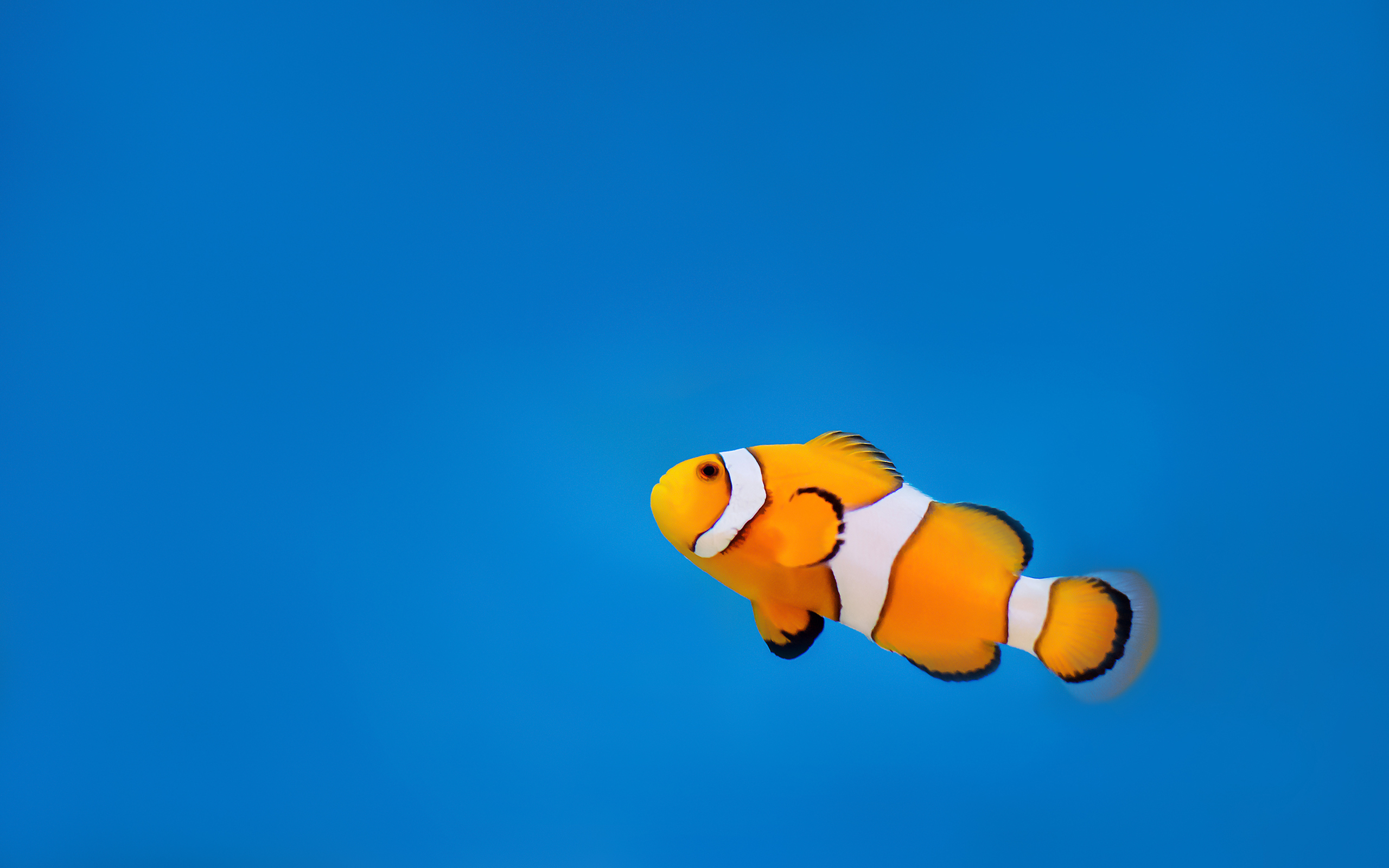 Download mobile wallpaper Water, Fishes, Ocean, Animal, Underwater, Clownfish for free.