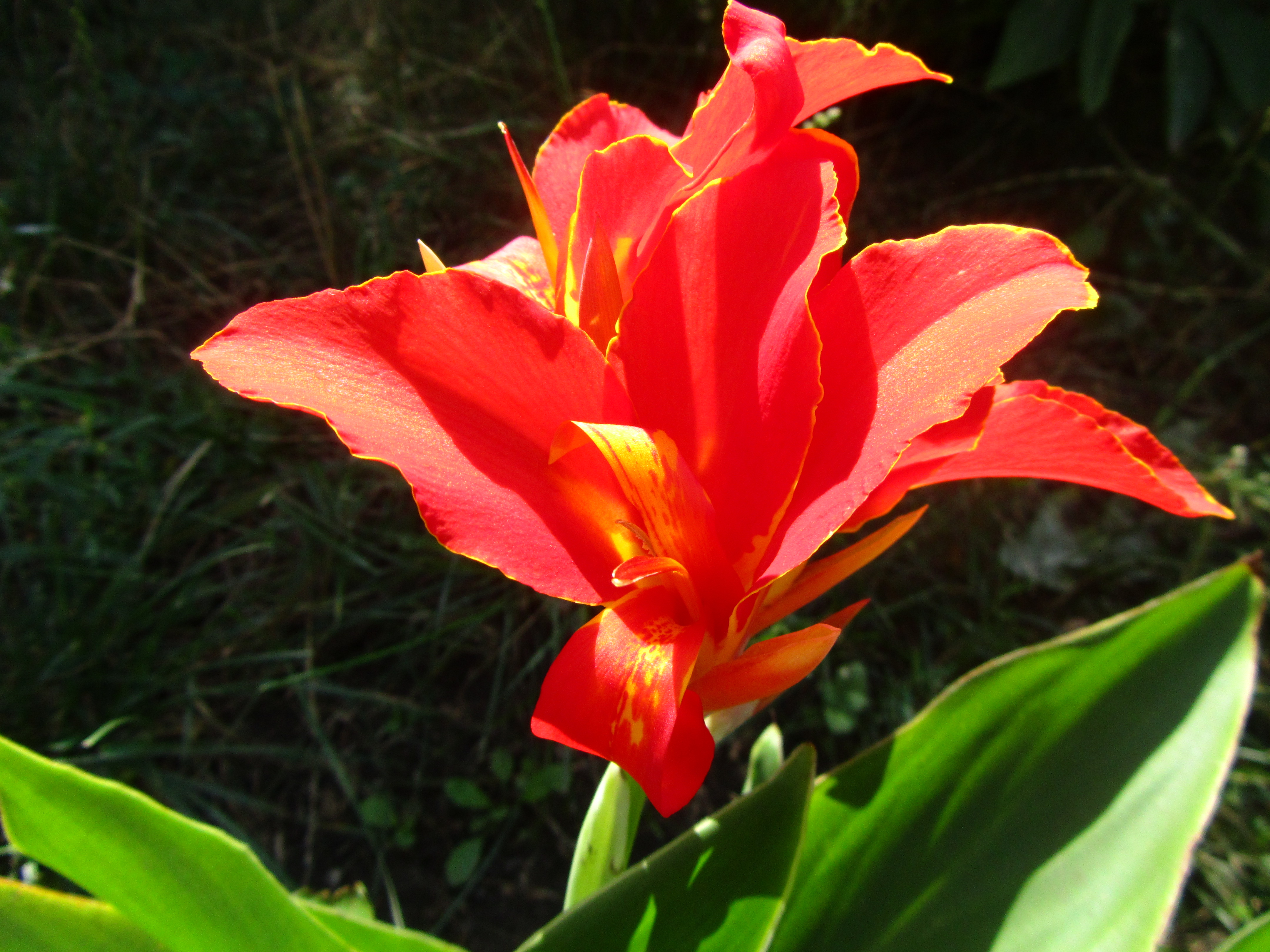 Téléchargez gratuitement l'image Fleurs, Fleur, Terre/nature sur le bureau de votre PC