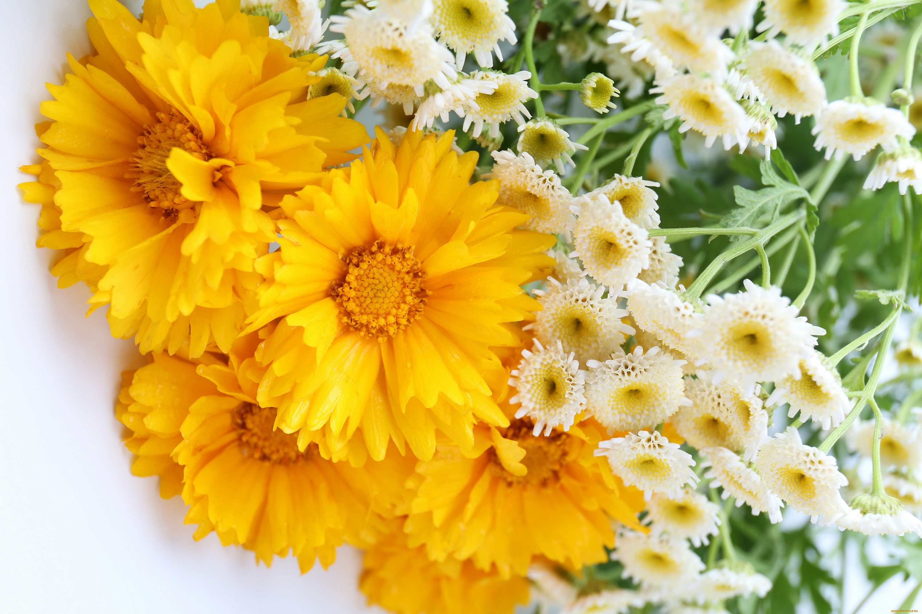 Descarga gratuita de fondo de pantalla para móvil de Flores, Flor, Tierra/naturaleza.