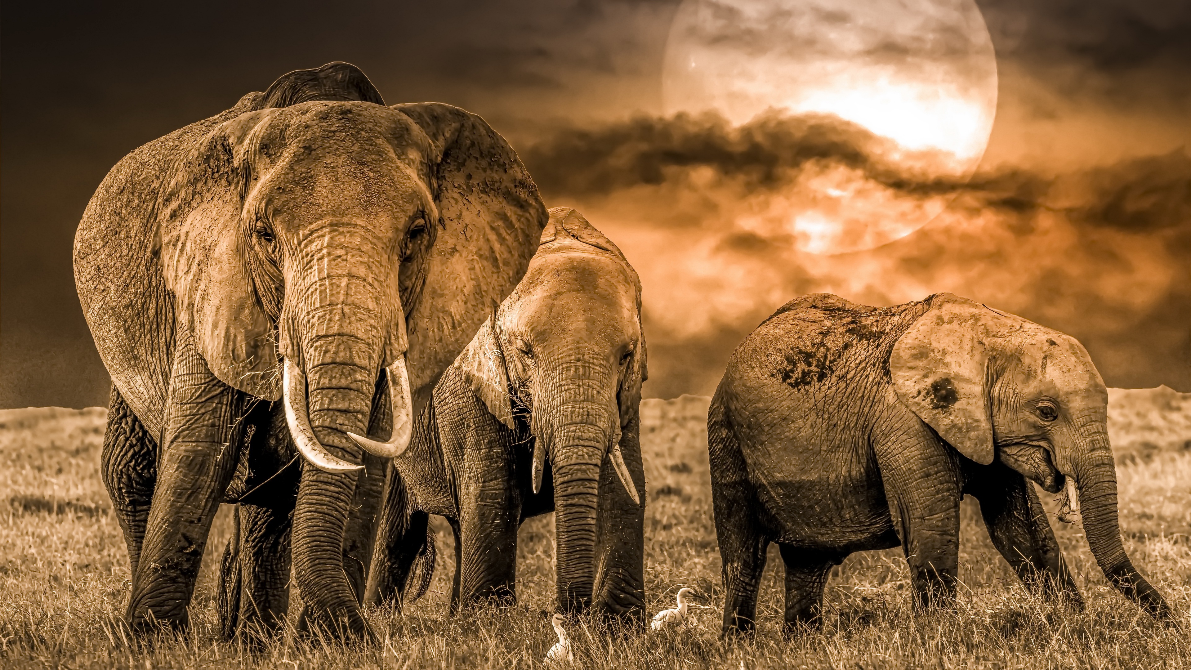 Free download wallpaper Elephants, Animal, Baby Animal, African Bush Elephant on your PC desktop