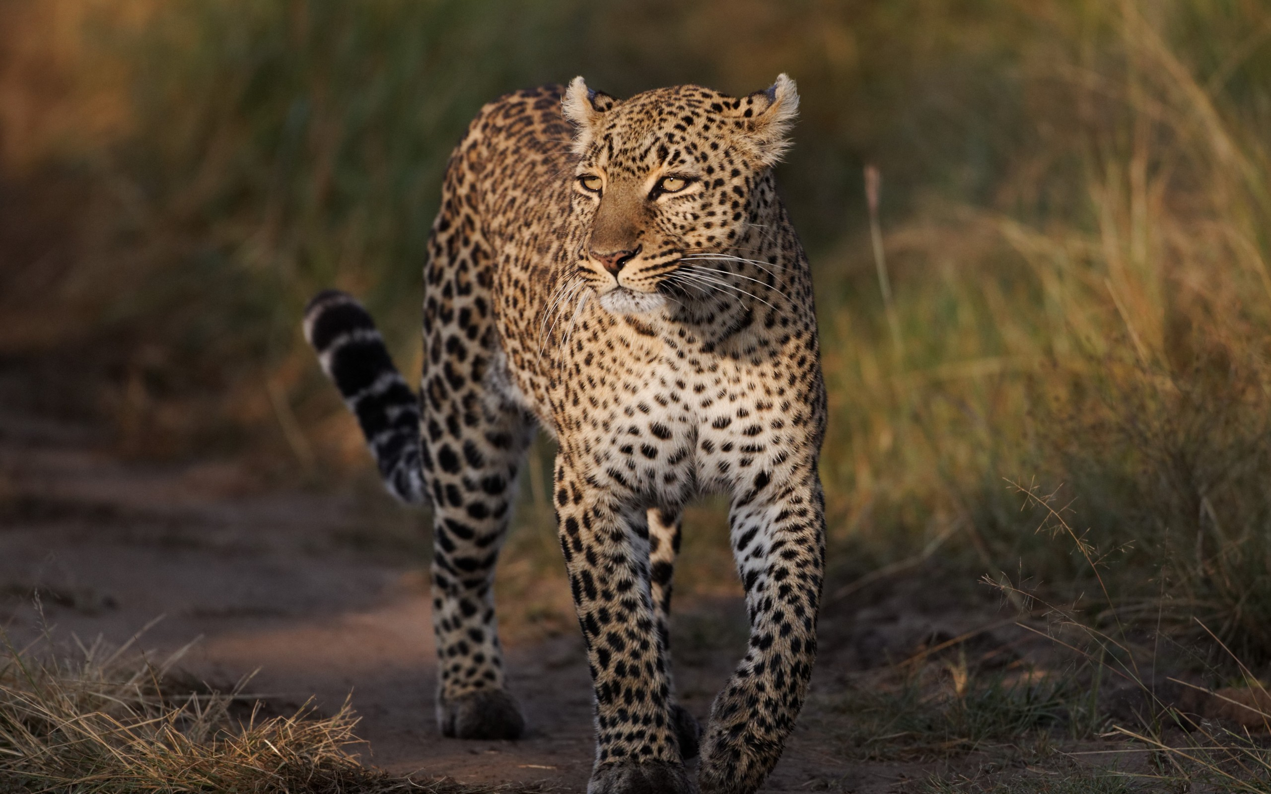 Download mobile wallpaper Cats, Leopard, Animal for free.