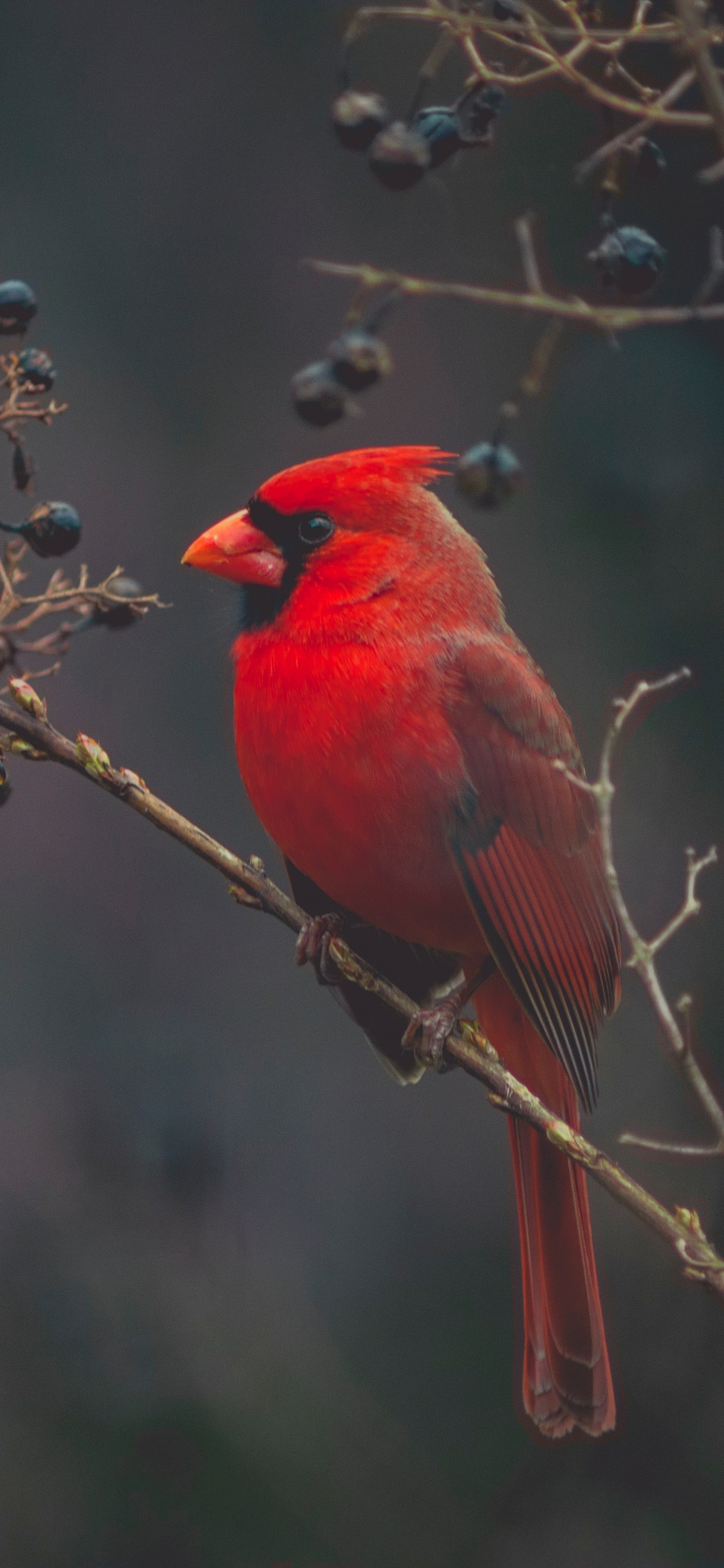 Laden Sie das Tiere, Vögel, Vogel, Kardinal-Bild kostenlos auf Ihren PC-Desktop herunter