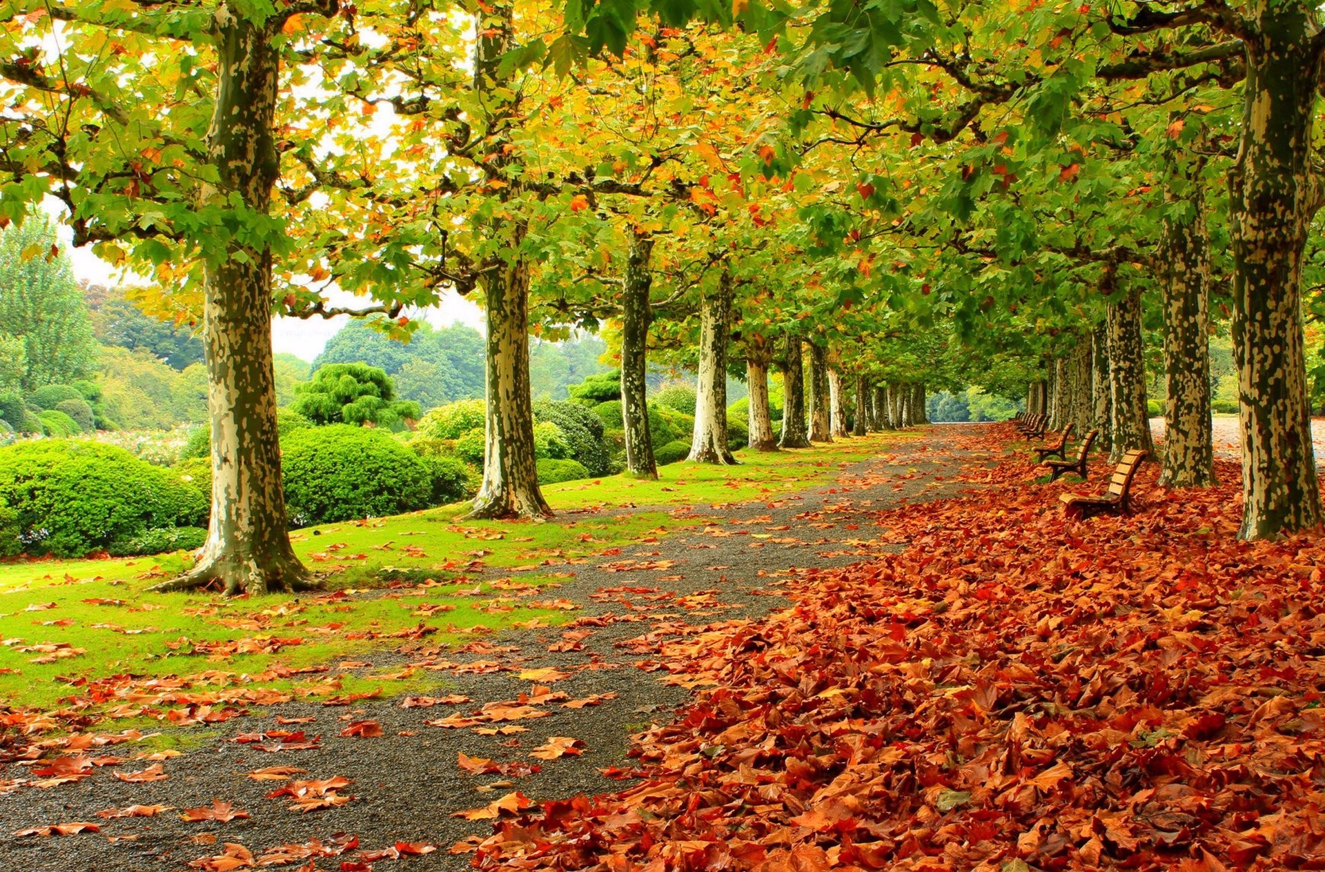 PCデスクトップに木, 秋, 公園, ベンチ, 写真撮影画像を無料でダウンロード