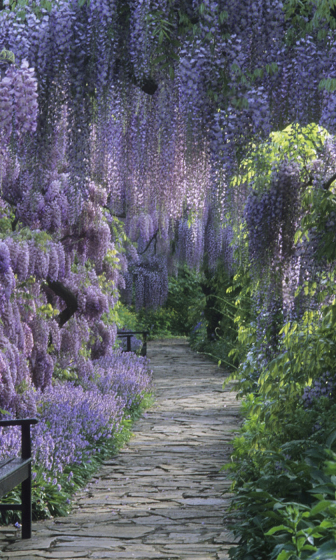 Download mobile wallpaper Flower, Park, Earth, Path, Bench, Spring, Photography, Wisteria, Purple Flower for free.