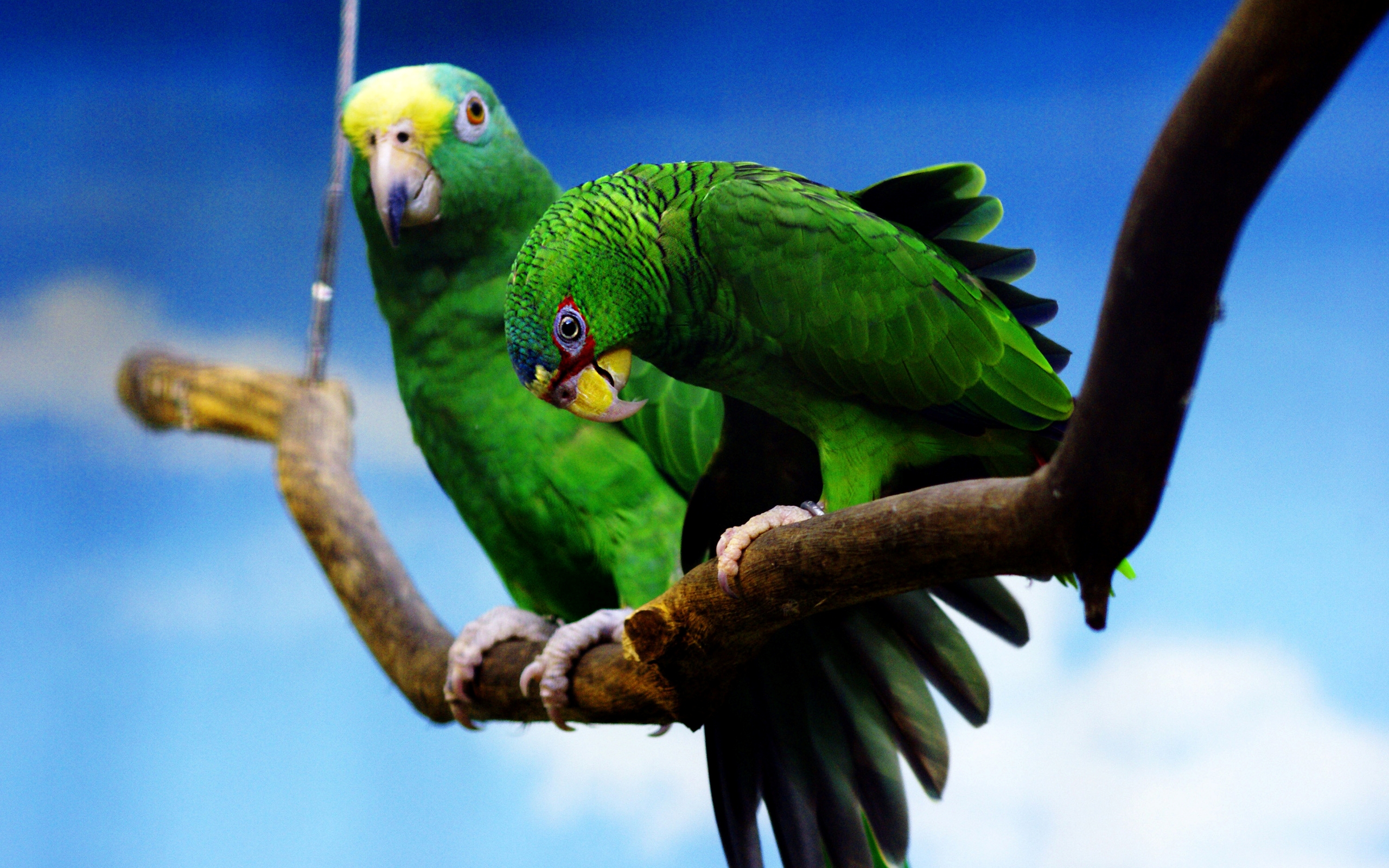 Laden Sie das Tiere, Vögel, Vogel, Papagei-Bild kostenlos auf Ihren PC-Desktop herunter