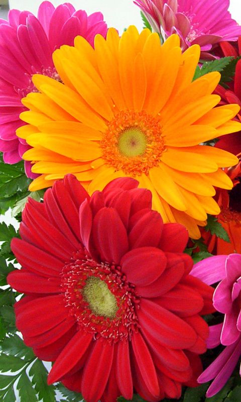 Download mobile wallpaper Flowers, Flower, Earth, Colors, Colorful, Gerbera for free.