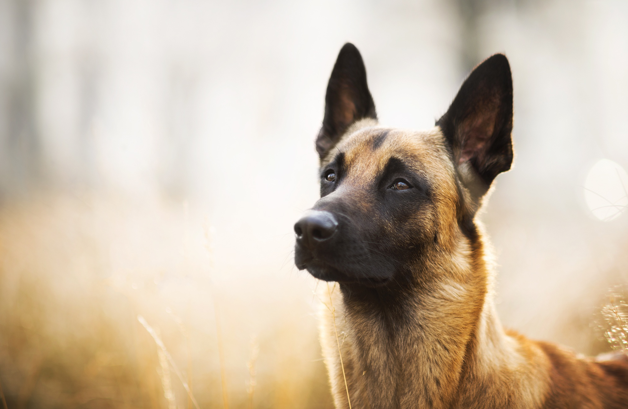 Free download wallpaper Dogs, Dog, Muzzle, Blur, Animal, German Shepherd on your PC desktop