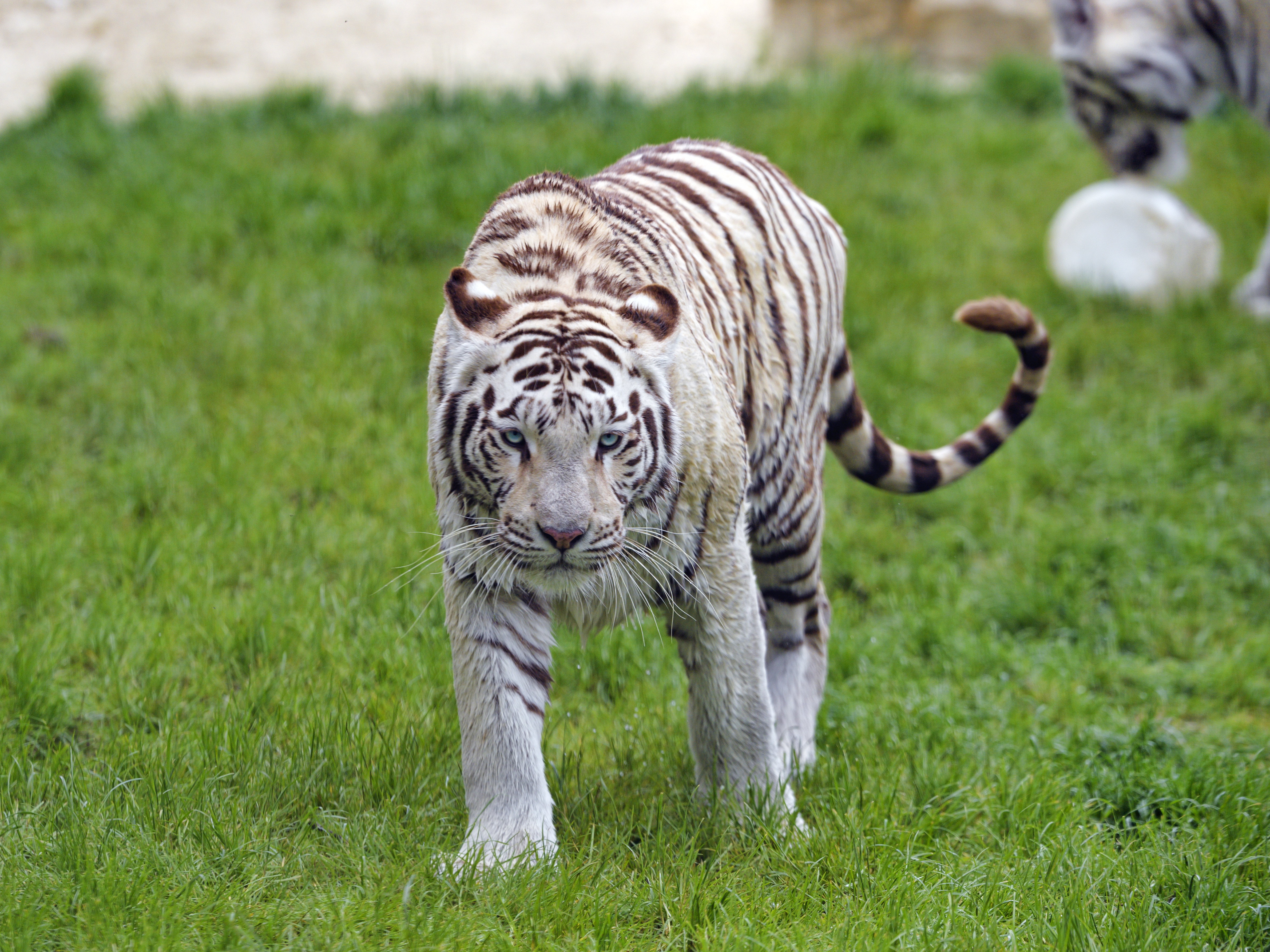96292 скачать обои бенгальский тигр, тигр, животные, морда, взгляд - заставки и картинки бесплатно