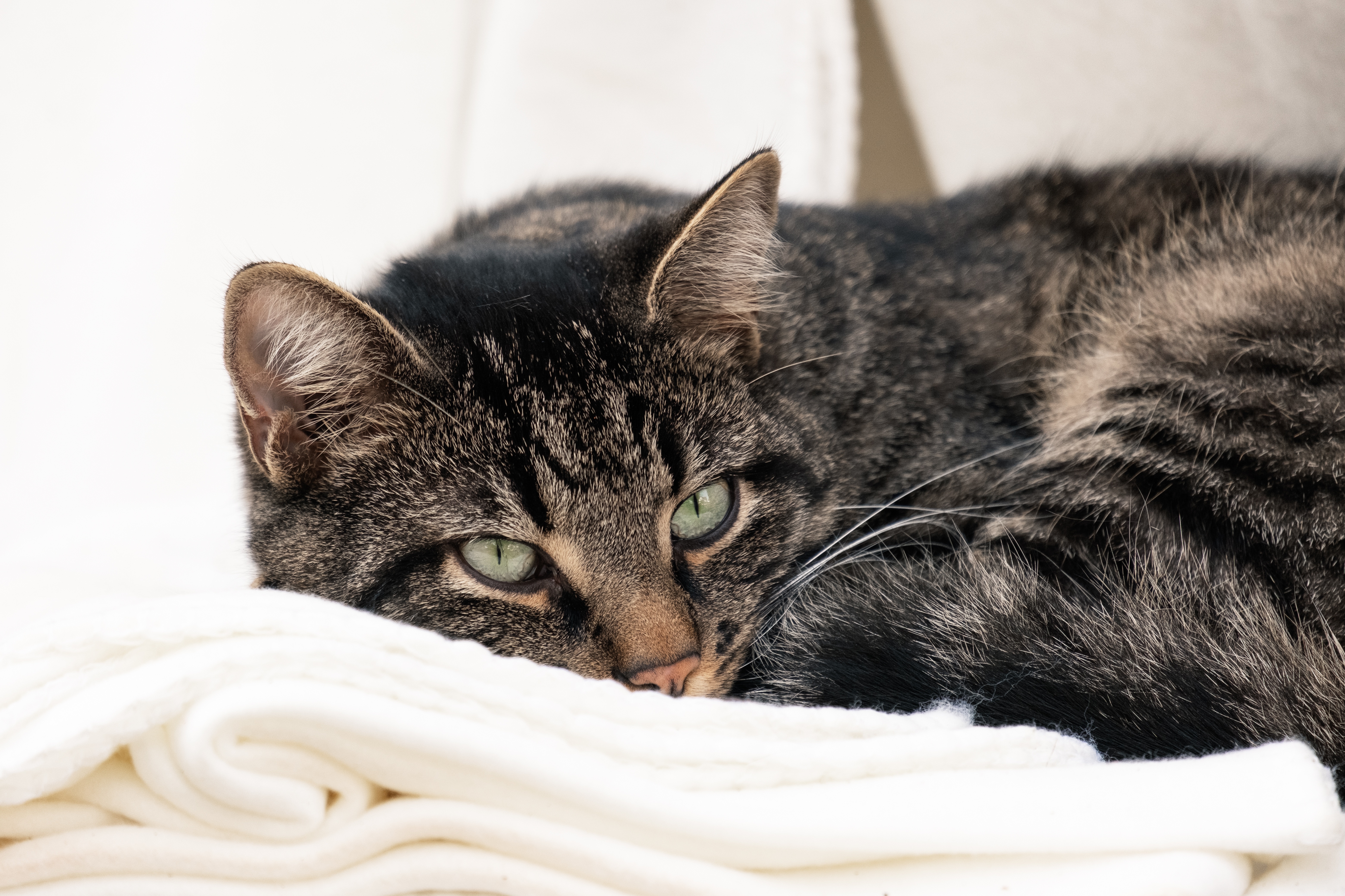 Baixe gratuitamente a imagem Animais, Gatos, Gato na área de trabalho do seu PC