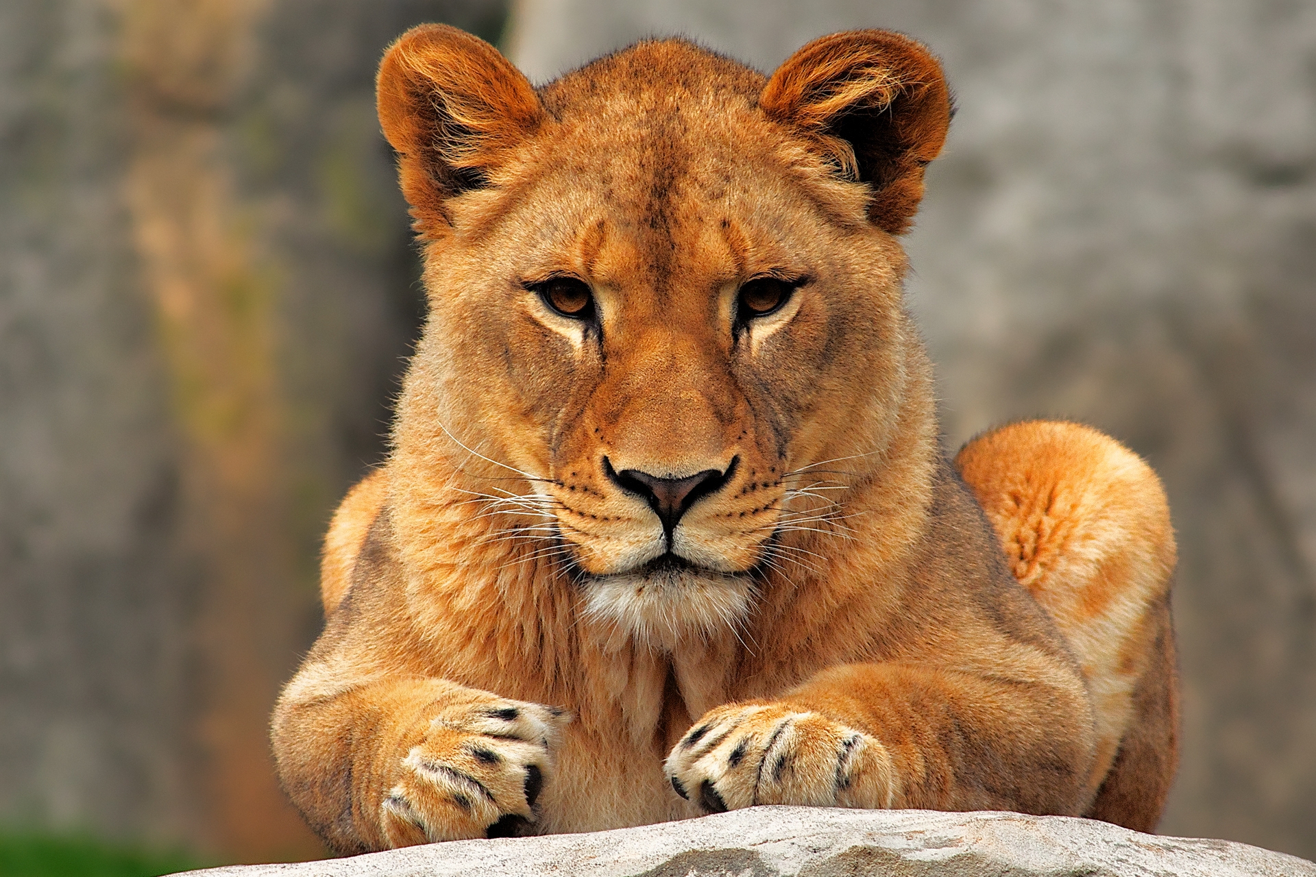 lioness, animals, sit, lion, predator 8K