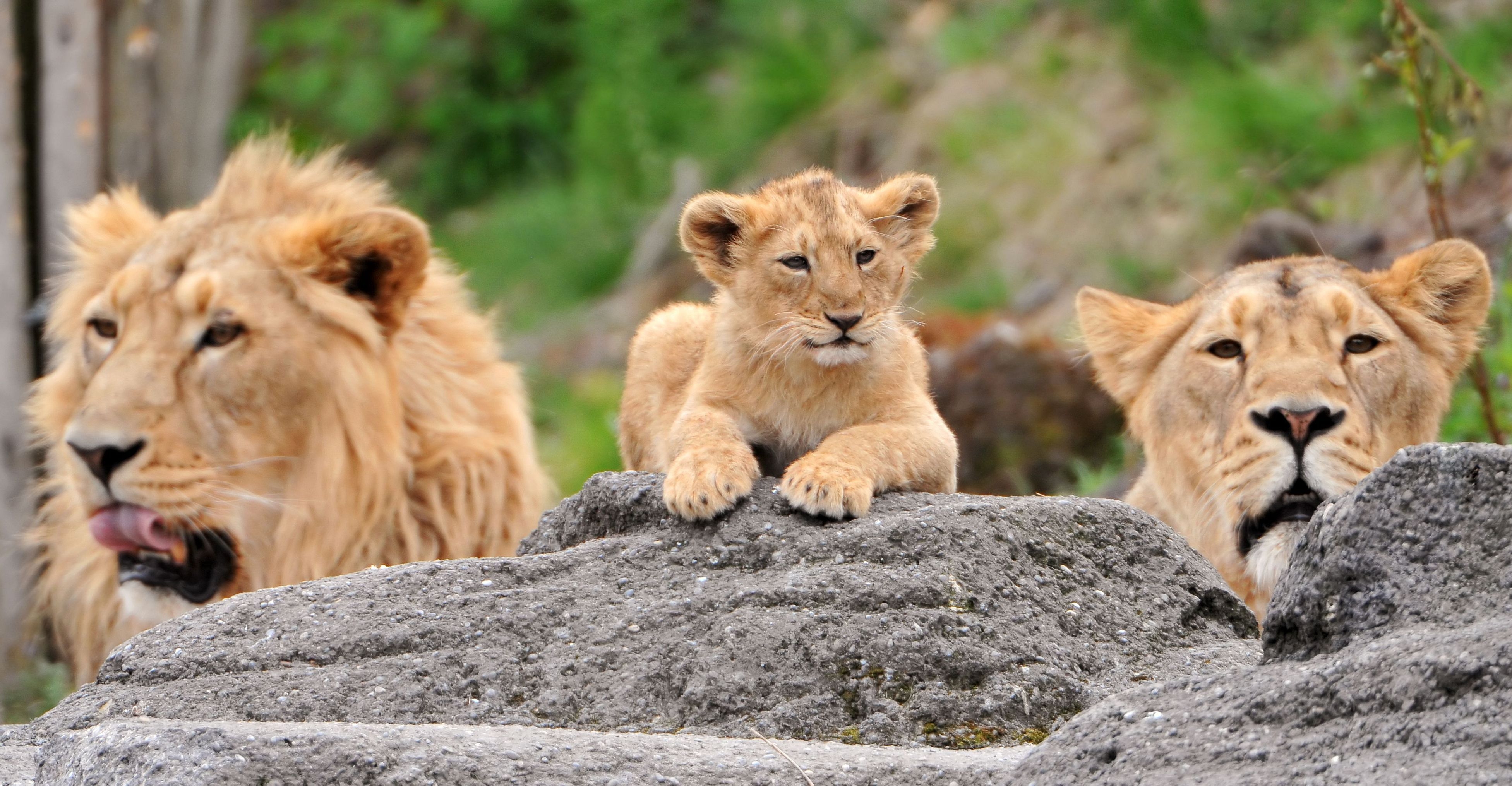 131764 скачать обои львы, детеныш, хищники, животные, морда, семья - заставки и картинки бесплатно