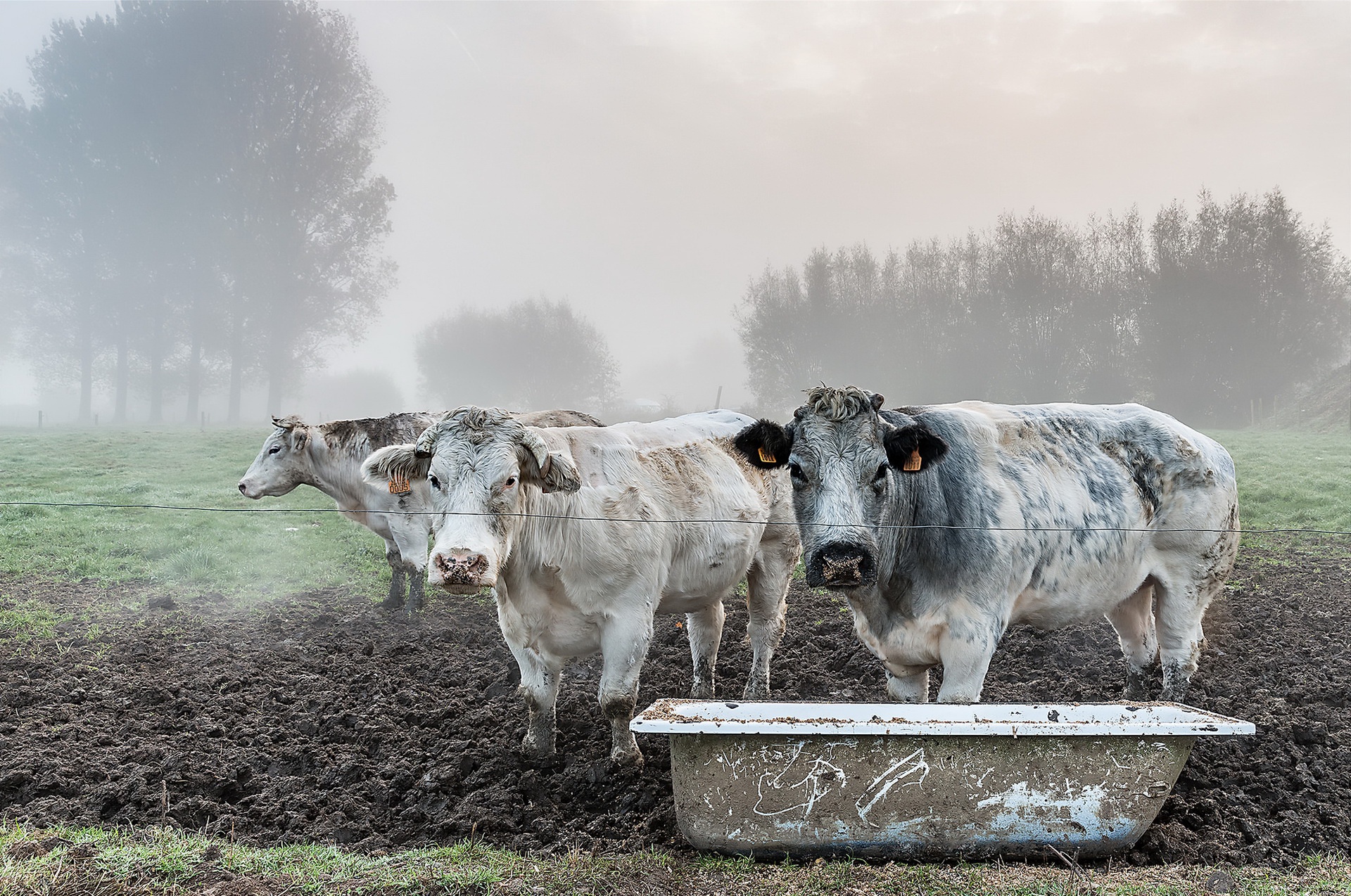 無料モバイル壁紙動物, 牛, 霧をダウンロードします。