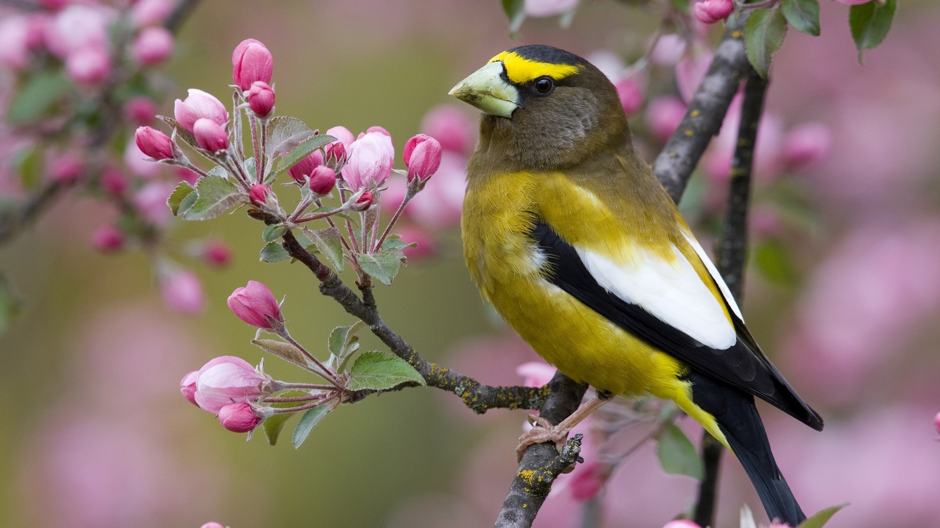 PCデスクトップに動物, 鳥画像を無料でダウンロード