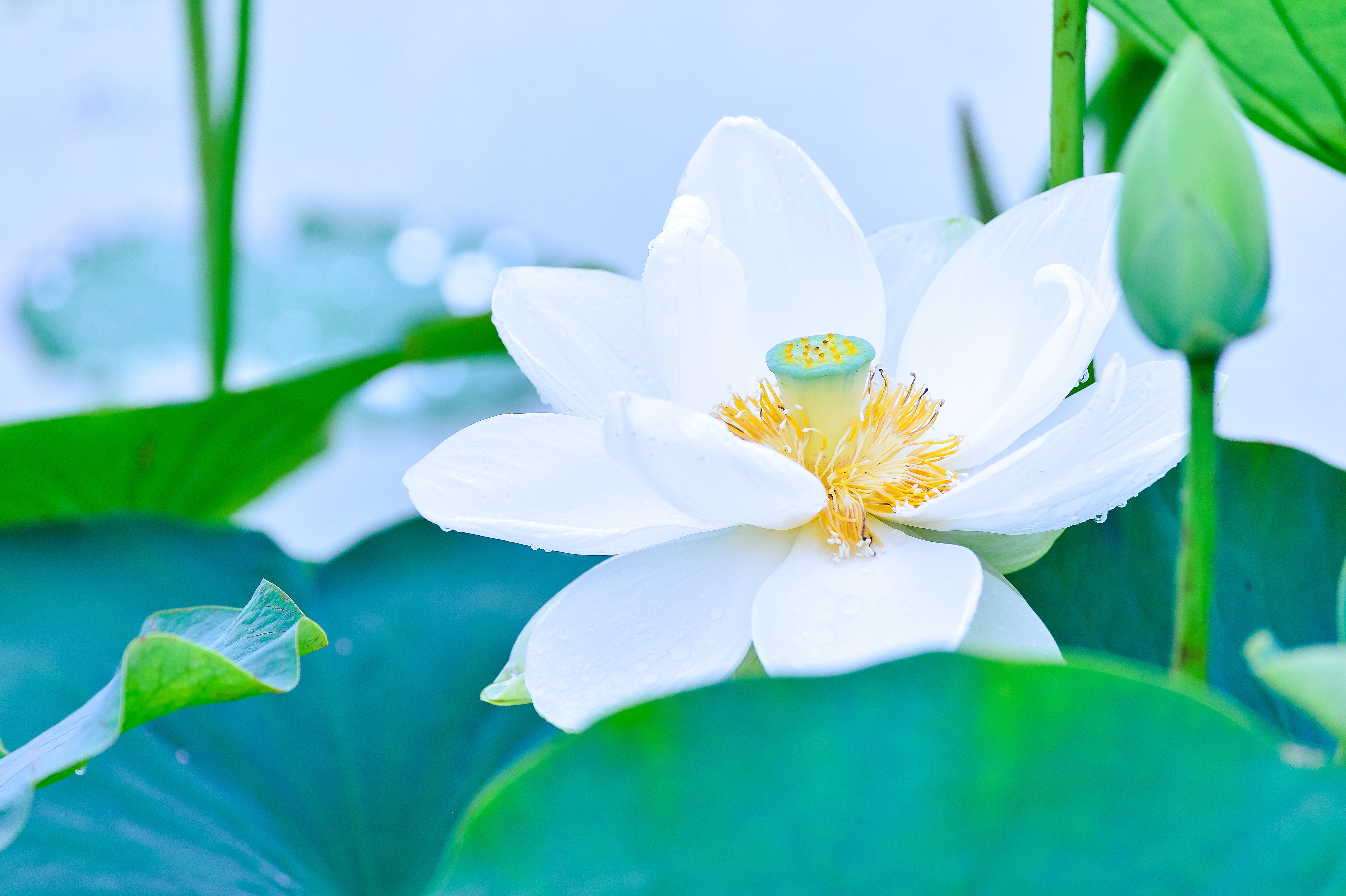 Download mobile wallpaper Flowers, Lotus, Macro, Bud, Earth, Petal, White Flower for free.